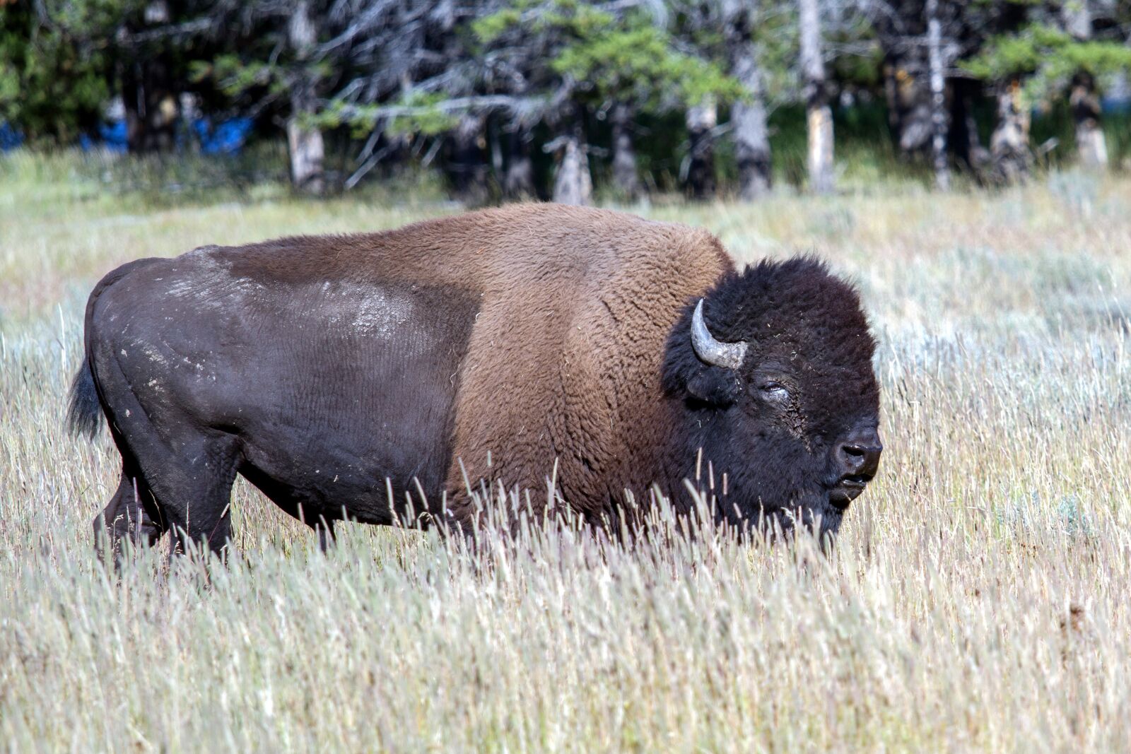 Canon EOS 7D sample photo. Yellowstone national park, wyoming photography