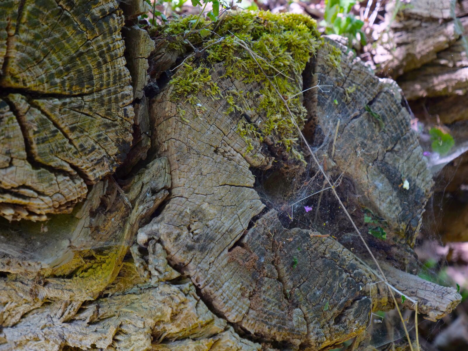 Panasonic Lumix DC-G9 sample photo. Strain wood, old strain photography
