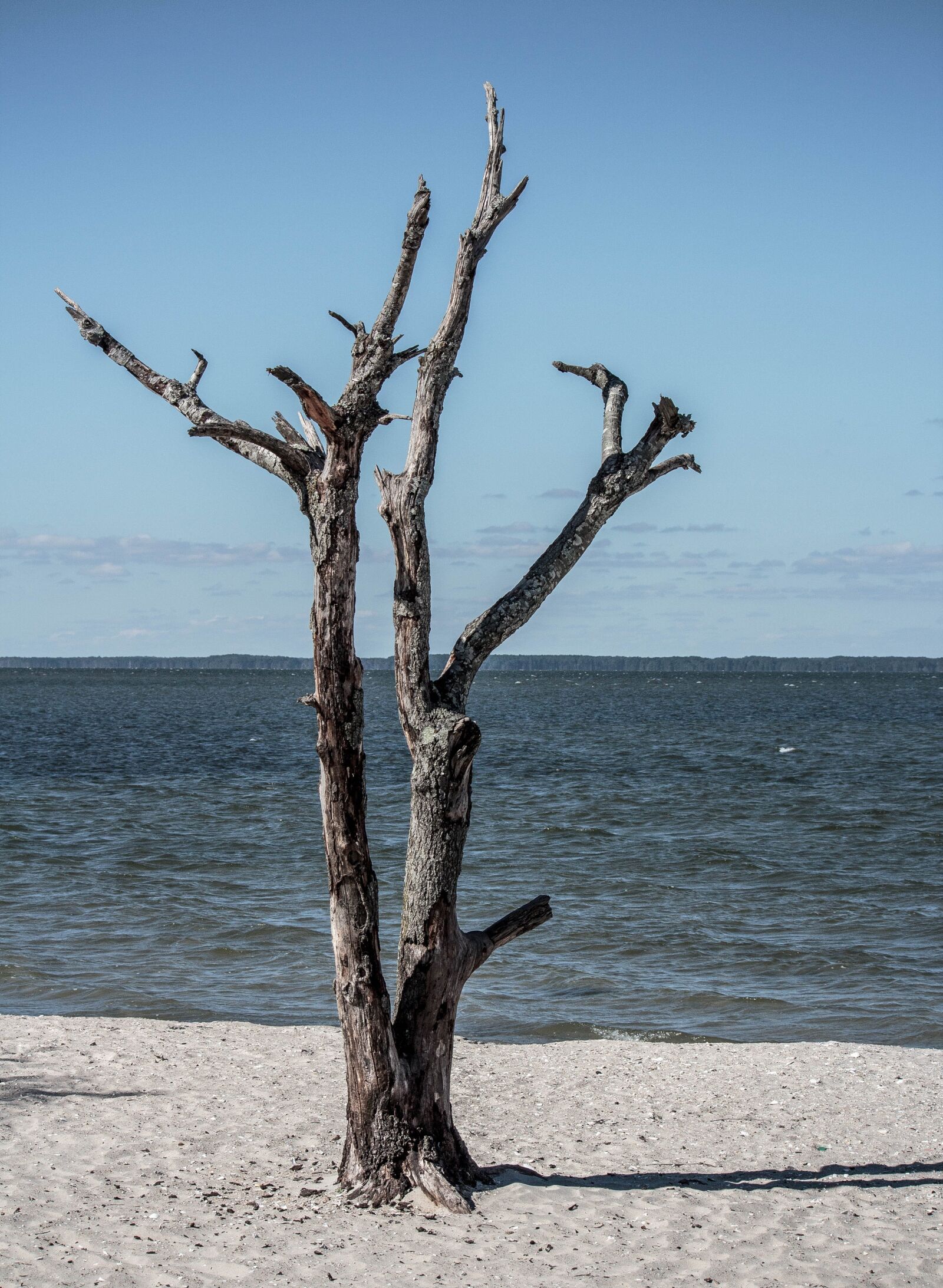 Canon EOS 600D (Rebel EOS T3i / EOS Kiss X5) sample photo. Dead tree, seascape, landscape photography