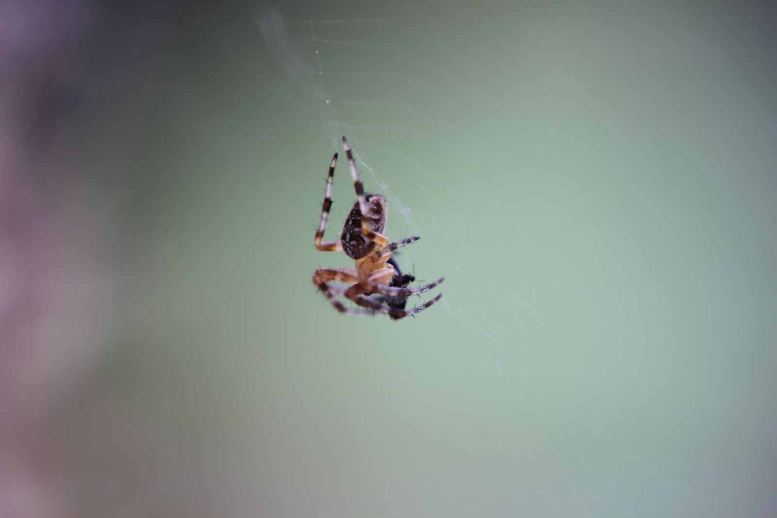 Canon EOS 7D sample photo. Spider, web, insect photography