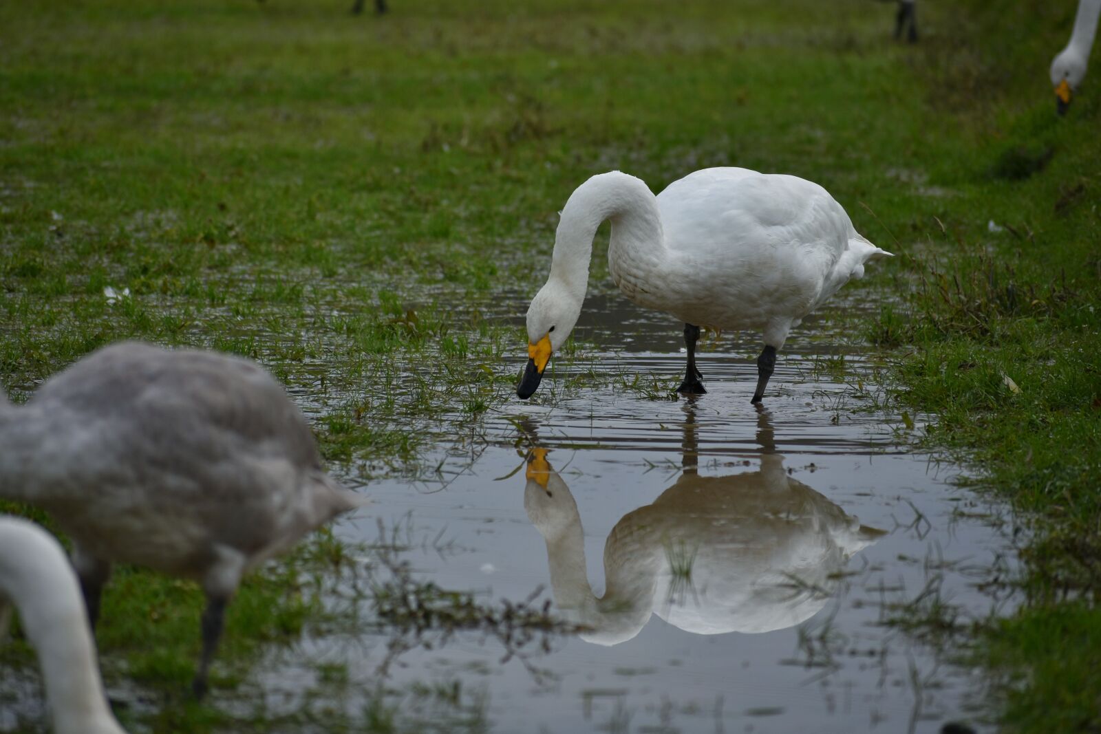 Nikon D7200 sample photo. Animal, paddy field, waterside photography