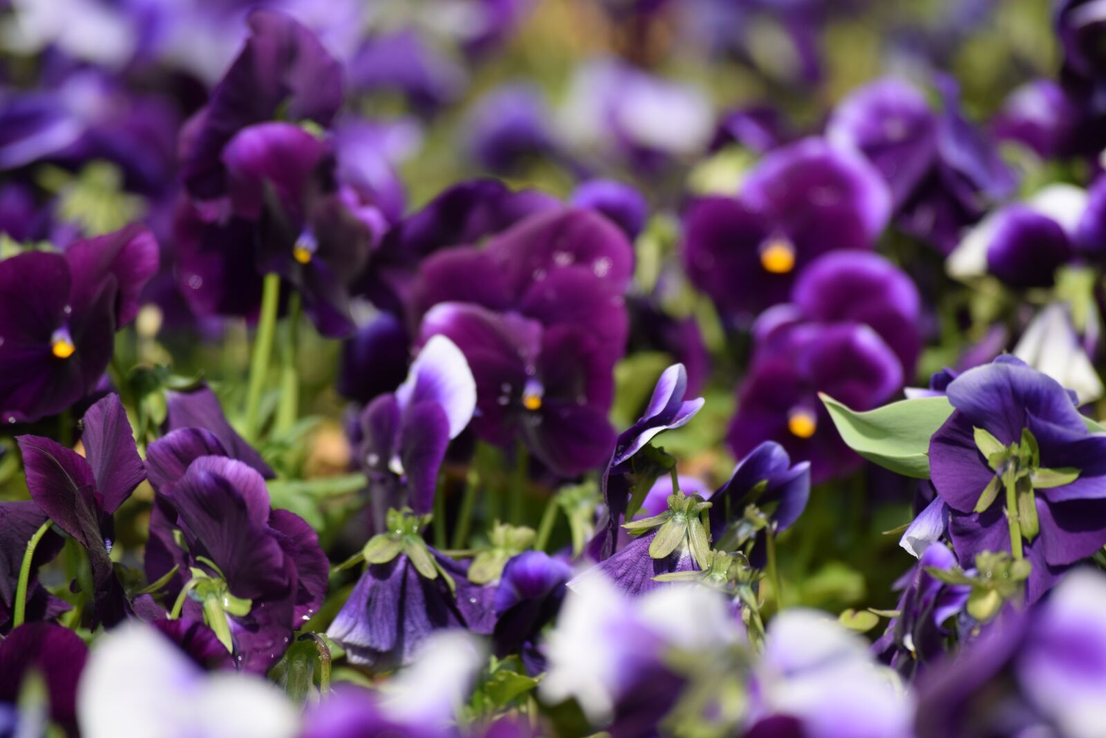Nikon D3300 sample photo. Viola, flower, pansy photography