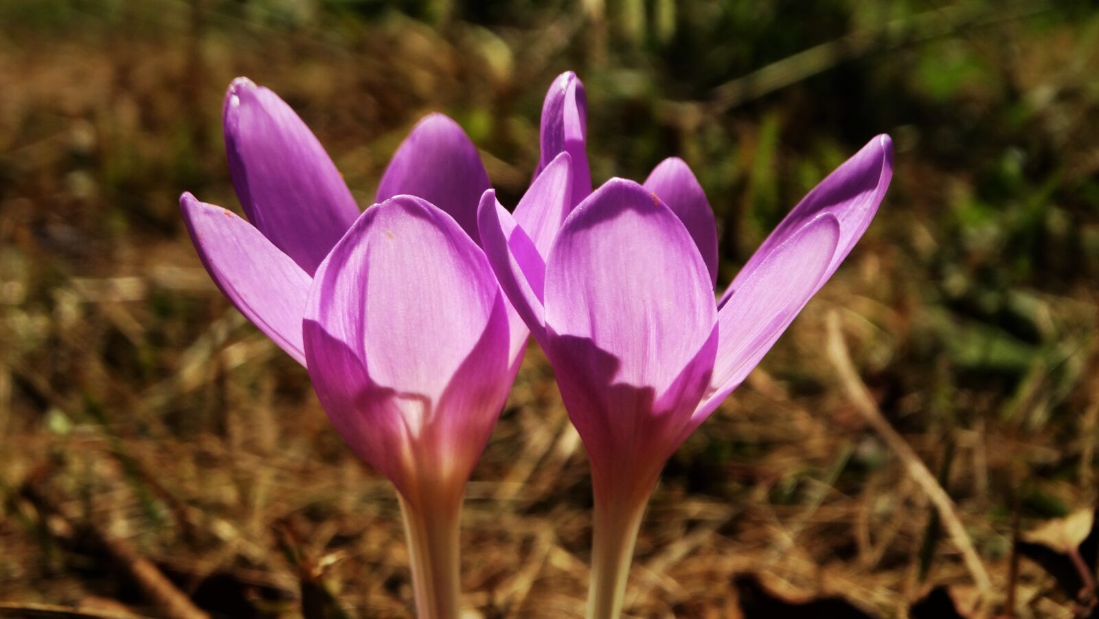 Sony Cyber-shot DSC-HX300 sample photo. Autumn crocus, crocus, flowers photography