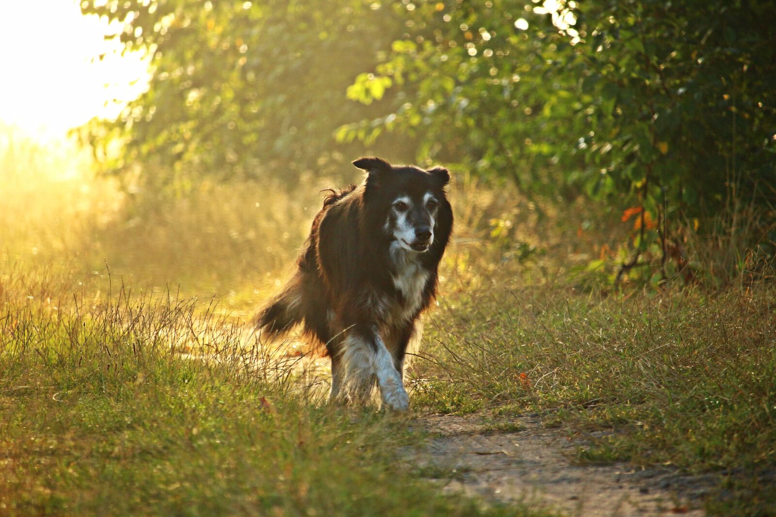 Canon EOS 100D (EOS Rebel SL1 / EOS Kiss X7) sample photo. Dog, border collie, light photography