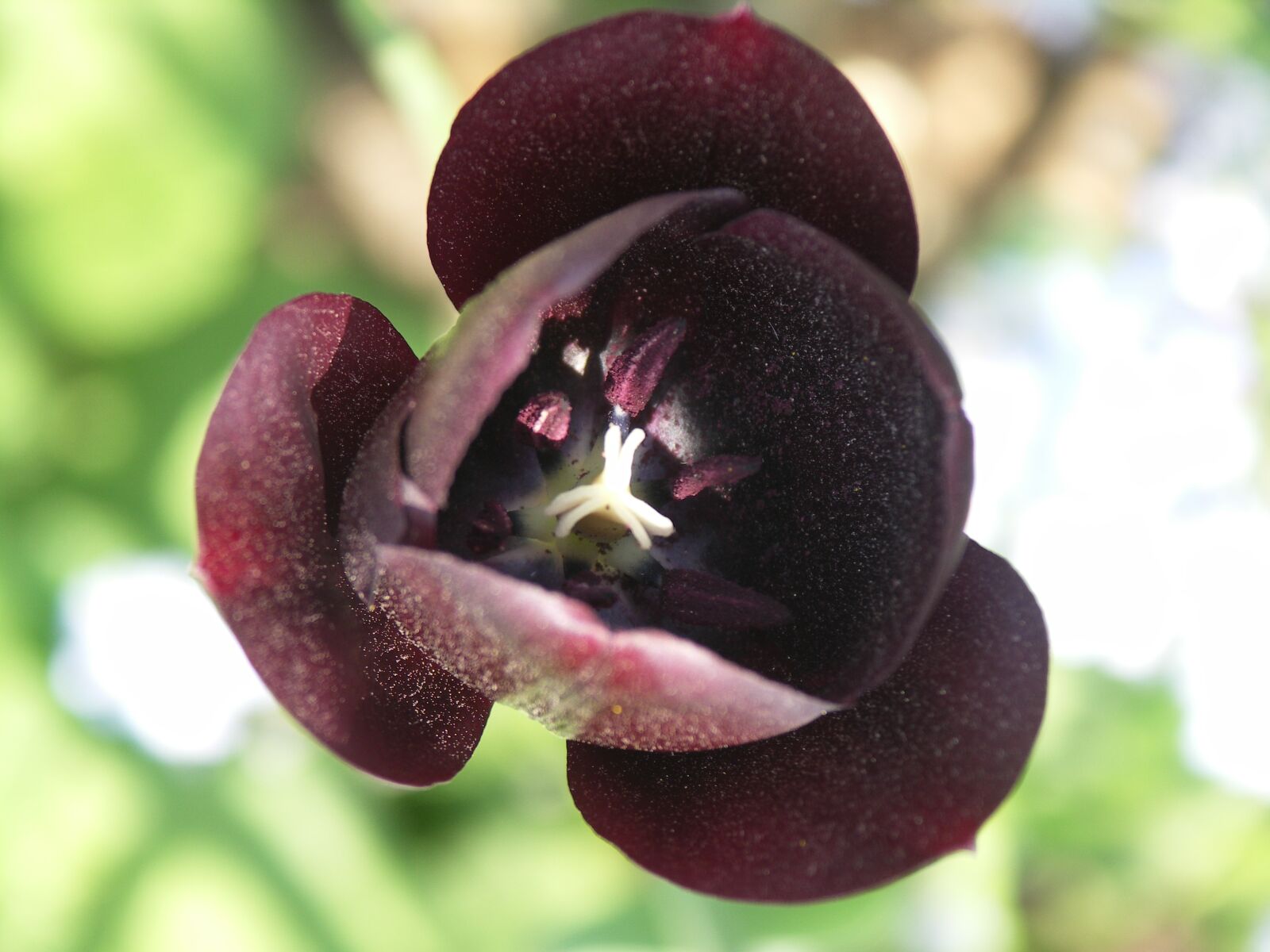 KONICA MINOLTA DiMAGE A200 sample photo. Tulip, black, flower photography