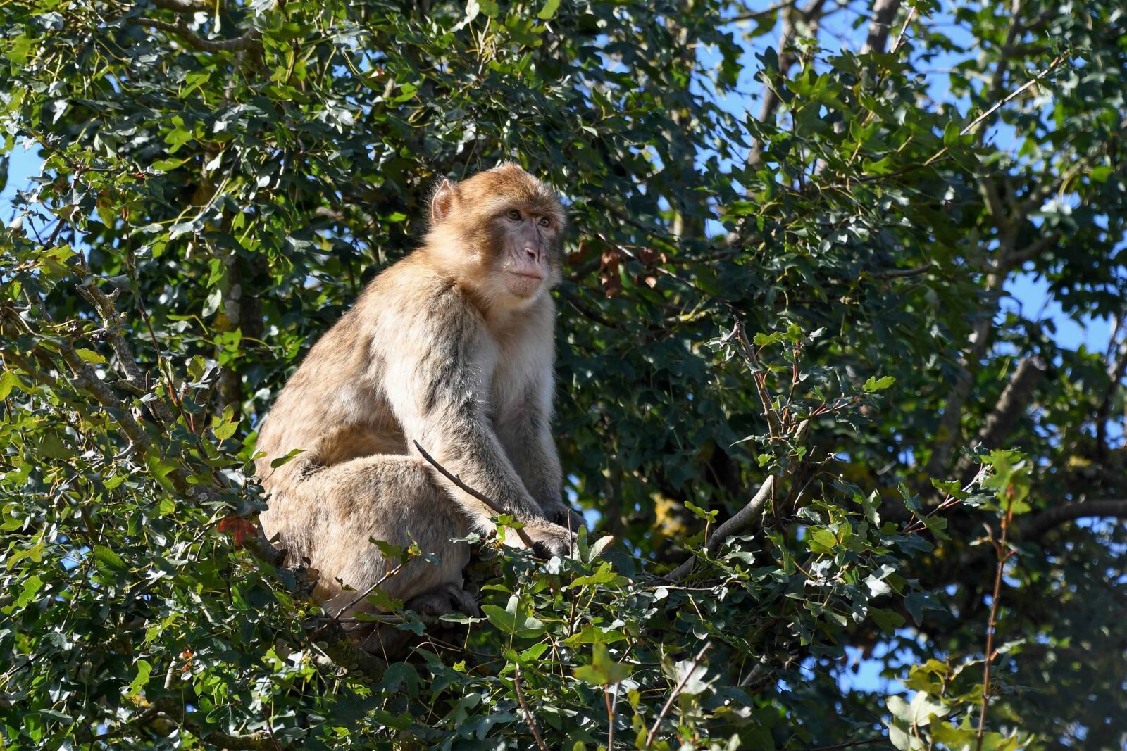 Nikon D500 sample photo. Tree, monkey, wood, nature photography