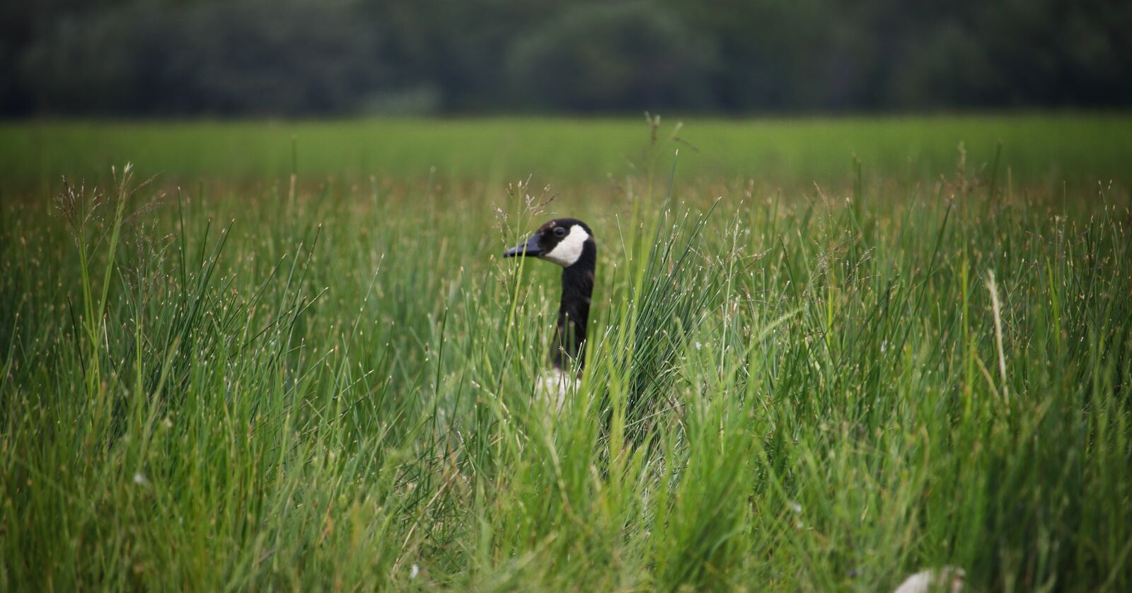 Canon EF-S 55-250mm F4-5.6 IS STM sample photo. Goose, bird, grass photography