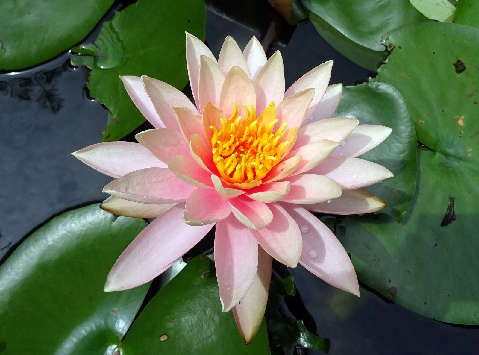 Sony DSC-HX60V sample photo. Flower, water lily, nymphaea photography
