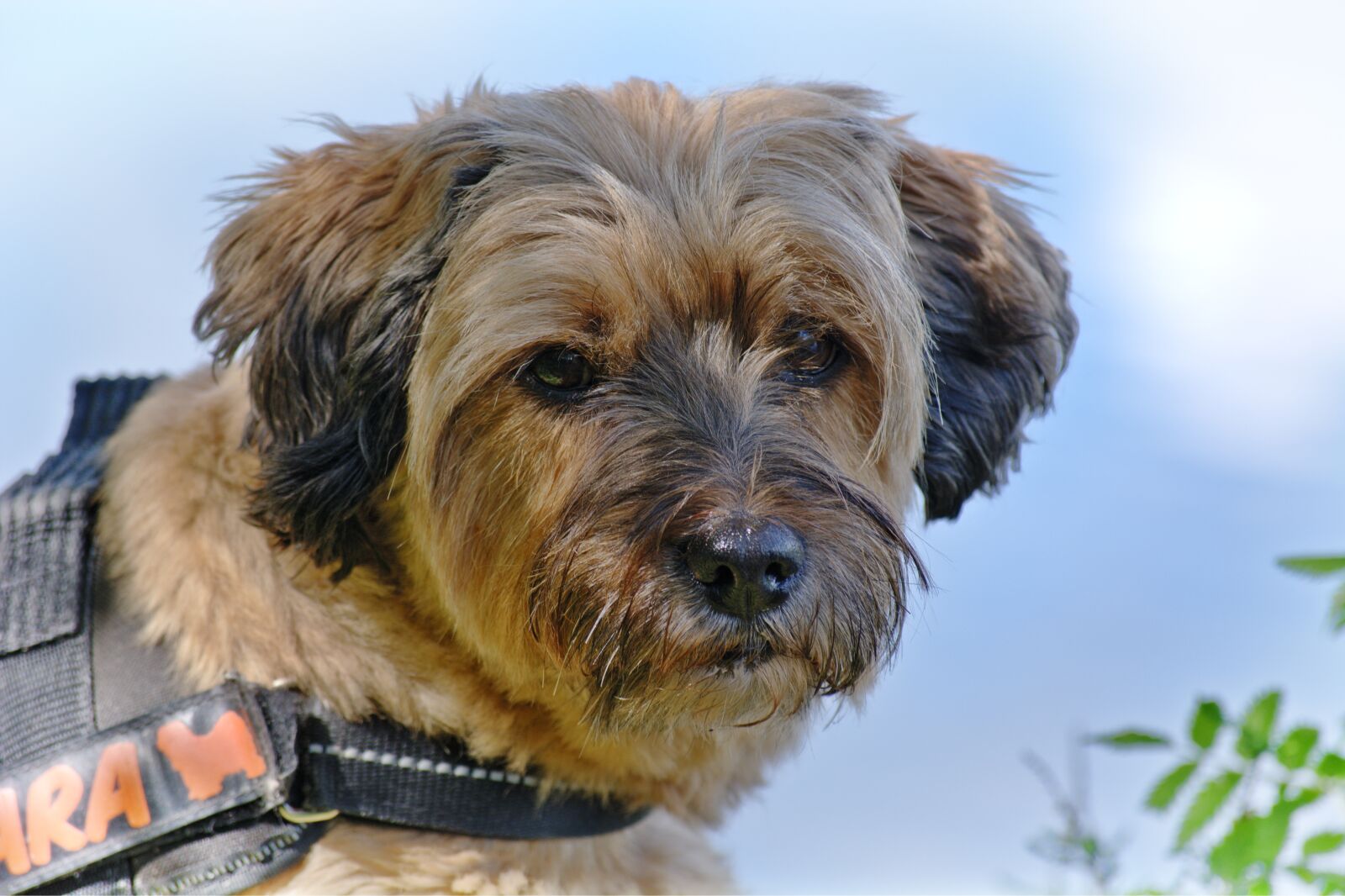 55.0-200.0mm f/4.0-f/5.6 sample photo. Dog, head, animal photography
