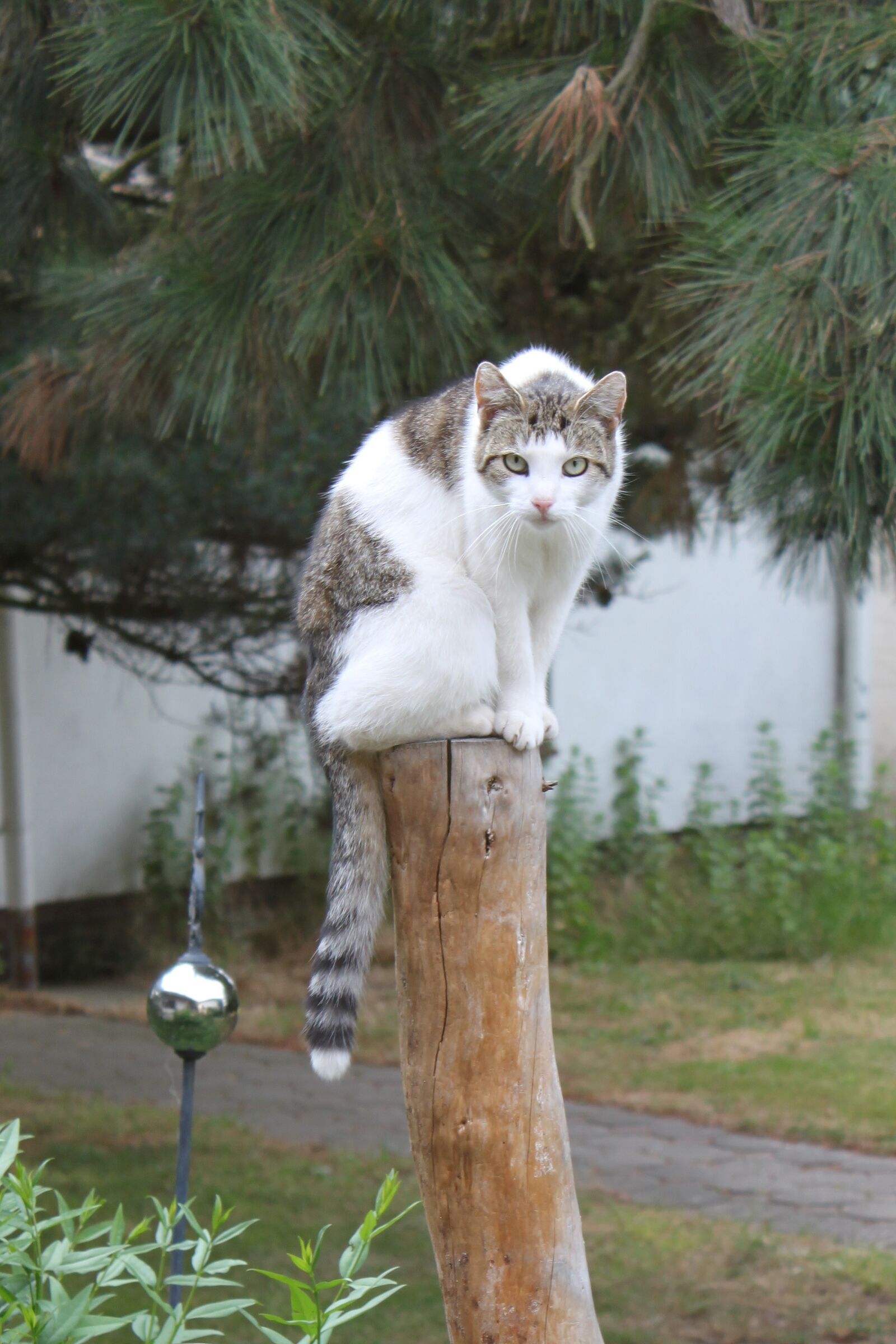 Canon EOS 500D (EOS Rebel T1i / EOS Kiss X3) sample photo. Cat, animal, pet photography