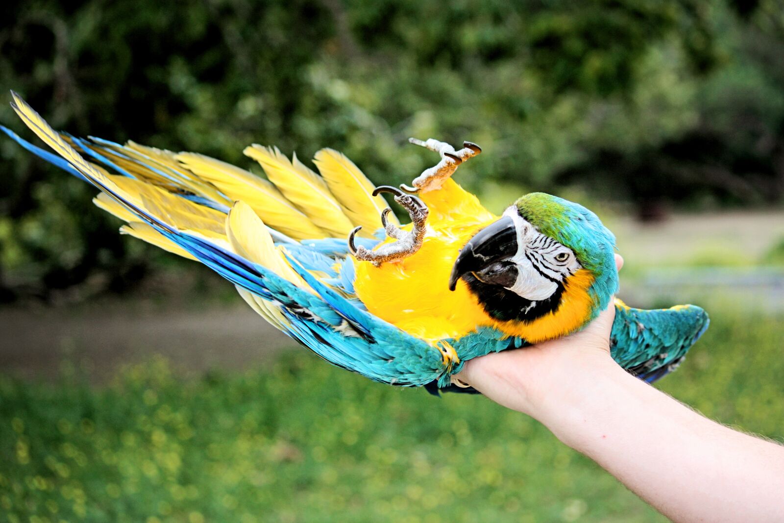 Canon EOS 450D (EOS Rebel XSi / EOS Kiss X2) sample photo. Parrot, bird, green photography