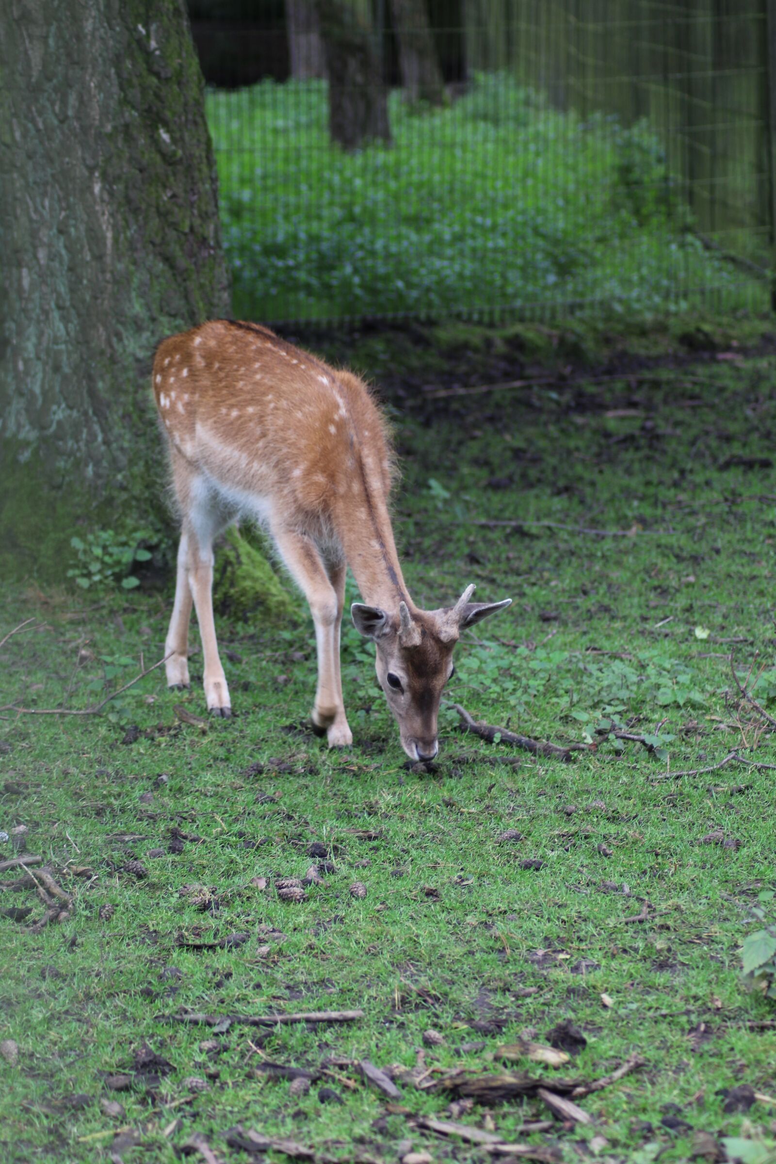 Canon EOS 700D (EOS Rebel T5i / EOS Kiss X7i) sample photo. Roe deer, wild, forest photography