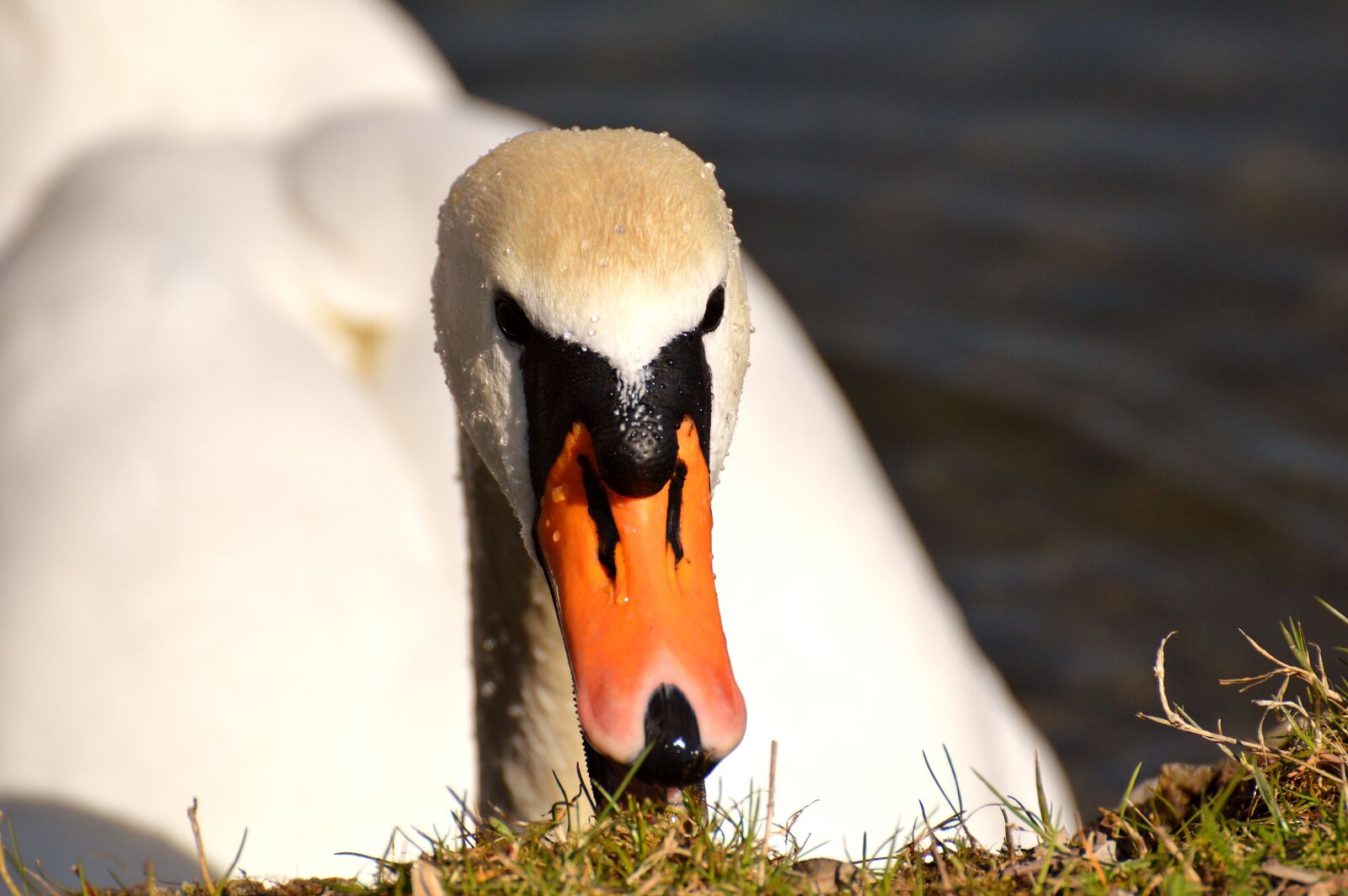 Nikon D3200 sample photo. Swan, water bird, nature photography