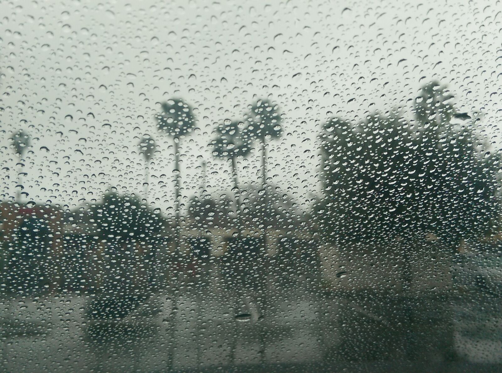 HTC ONE M8 sample photo. Fall, palm, trees, rain photography