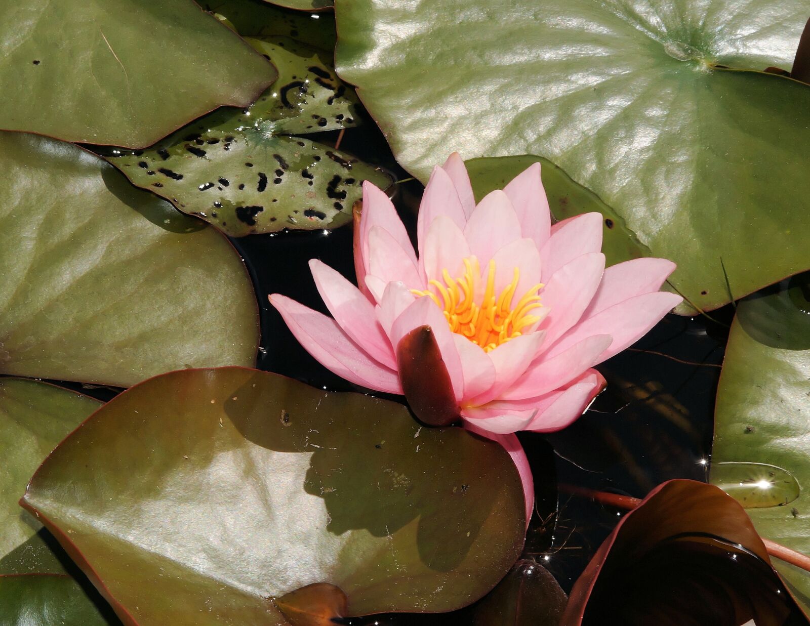 Sony SLT-A58 + Sony DT 30mm F2.8 Macro SAM sample photo. Water lily, blossom, bloom photography