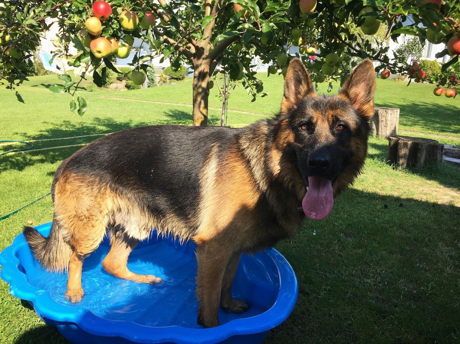 Apple iPhone 6 sample photo. Animal, dog, german, shepherd photography