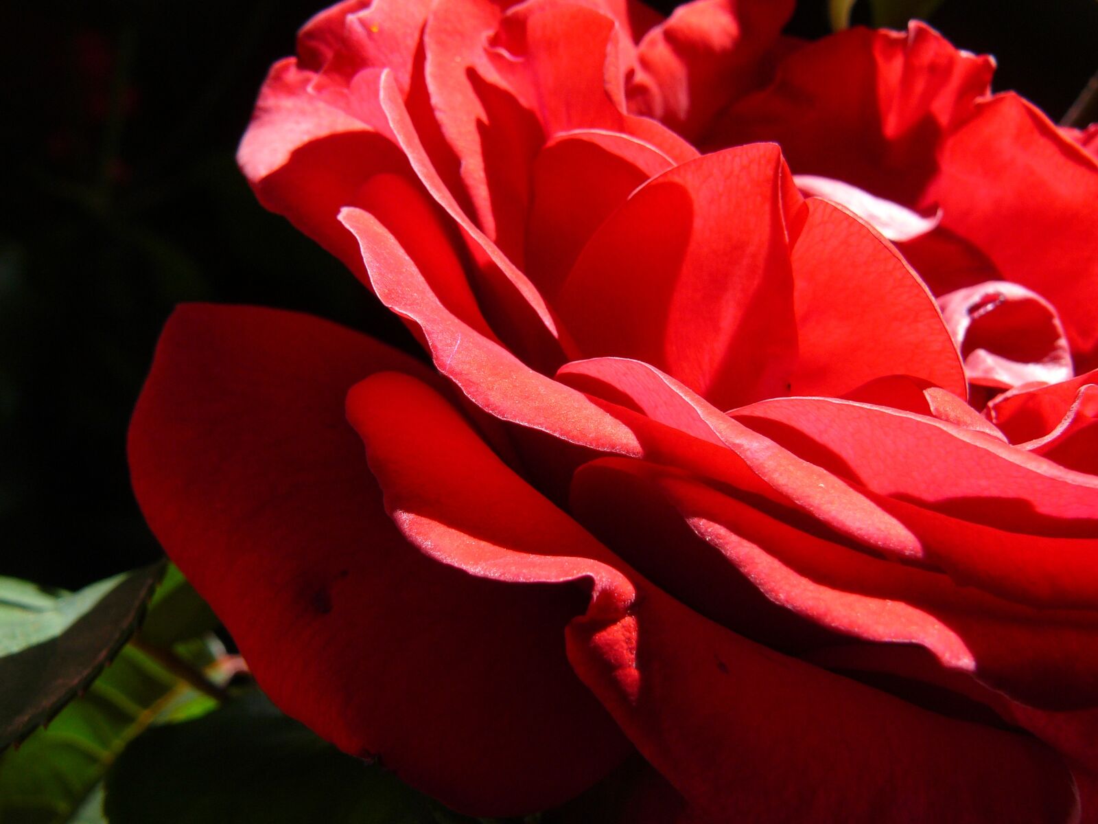 Panasonic DMC-FZ8 sample photo. Red rose, romance, romantic photography