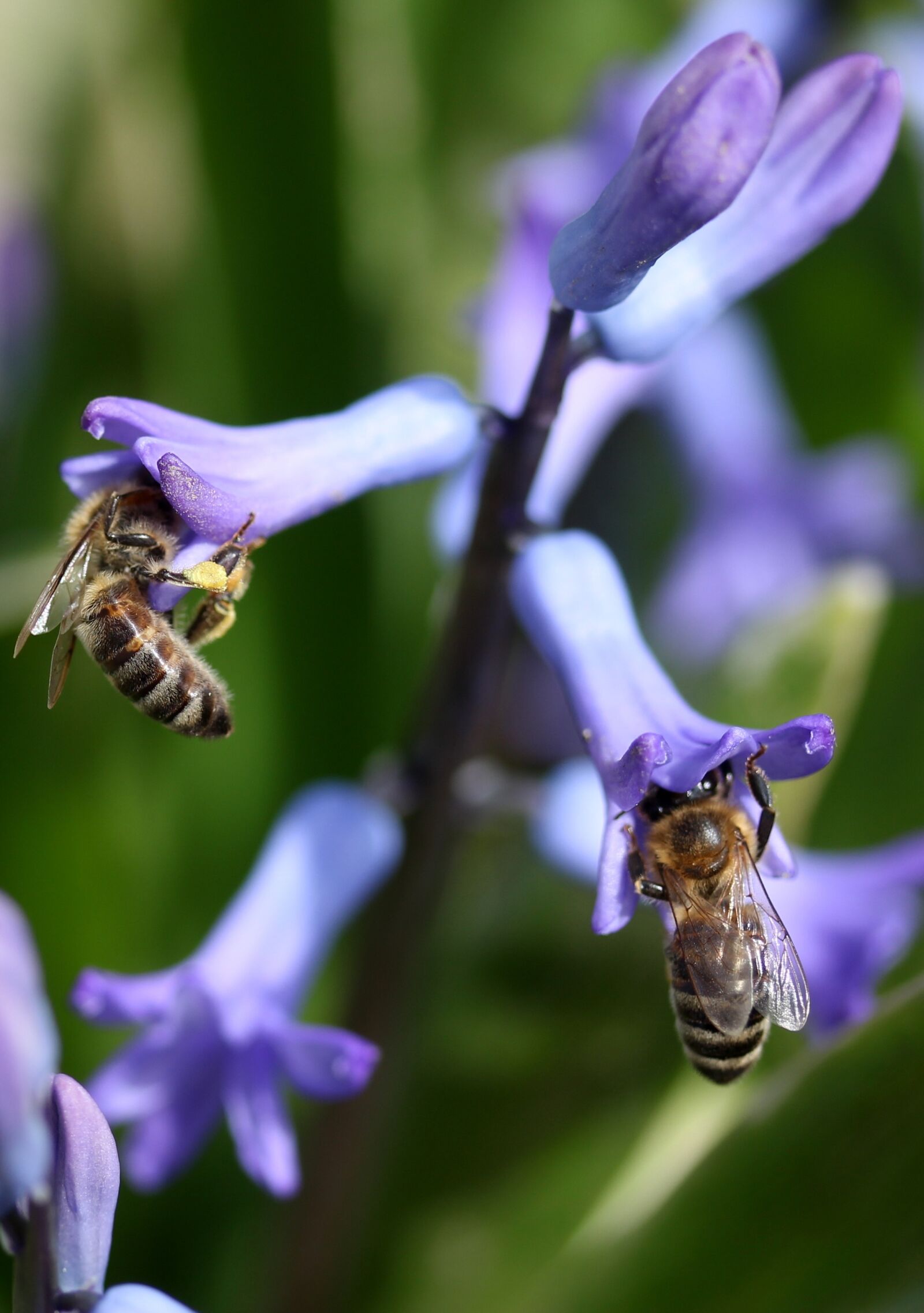Canon EF-S 60mm F2.8 Macro USM sample photo. Hyacinth, bee, pollination photography