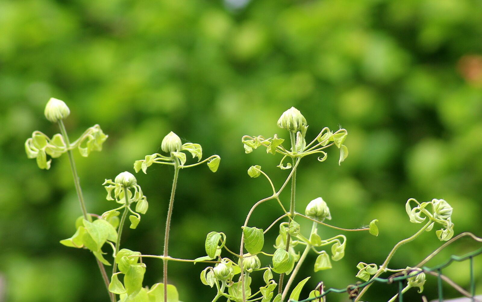 Canon EOS 1200D (EOS Rebel T5 / EOS Kiss X70 / EOS Hi) sample photo. Clematis, creeper, the buds photography