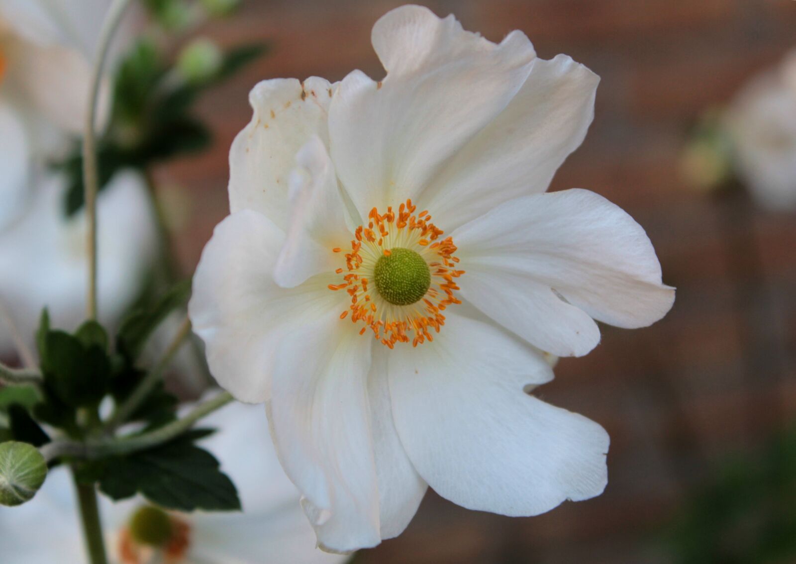 Canon EOS 600D (Rebel EOS T3i / EOS Kiss X5) sample photo. Anemone honorine jobert, anemone photography