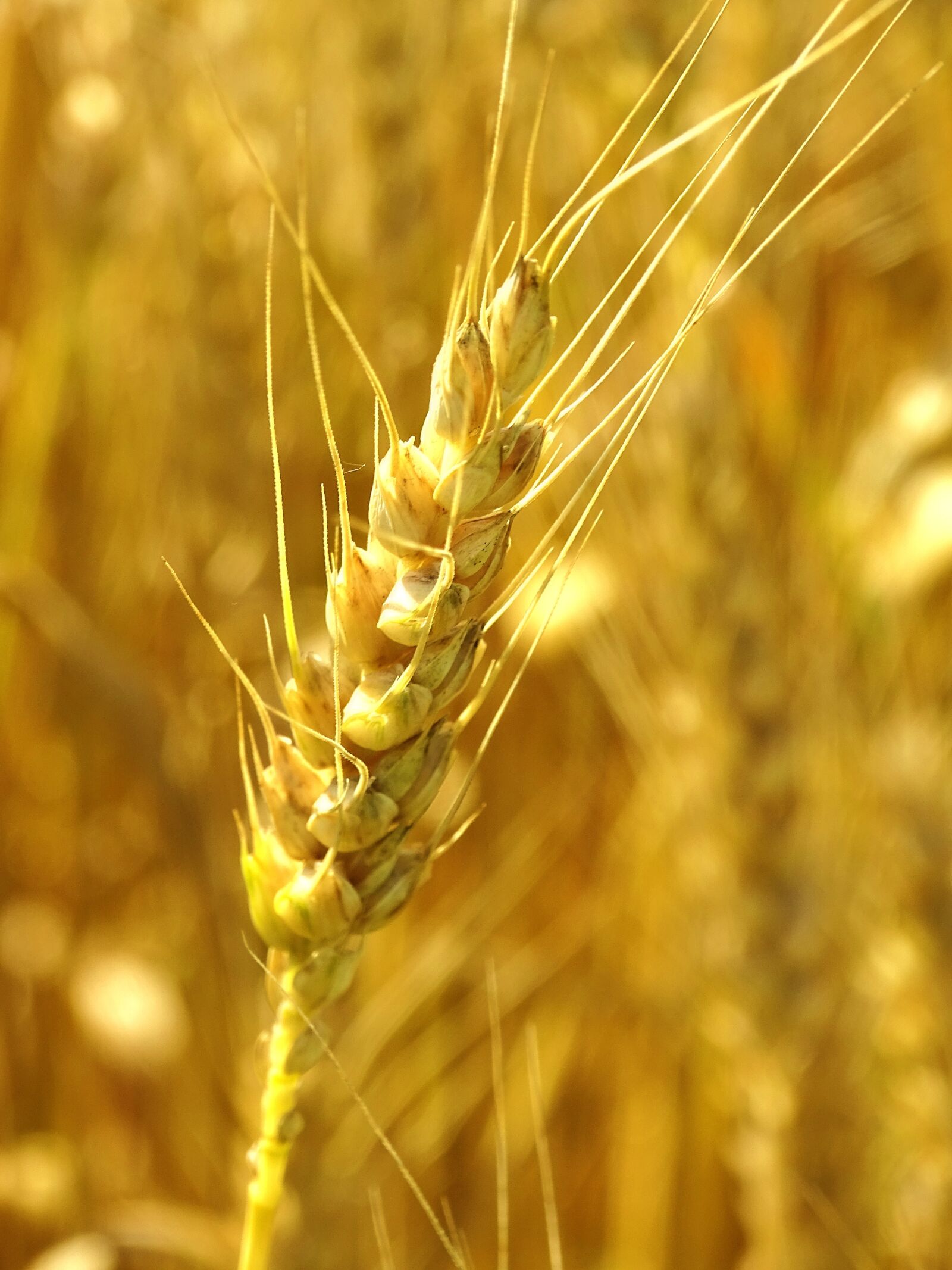 Sony Cyber-shot DSC-HX400V sample photo. Wheat, spike, wheat field photography