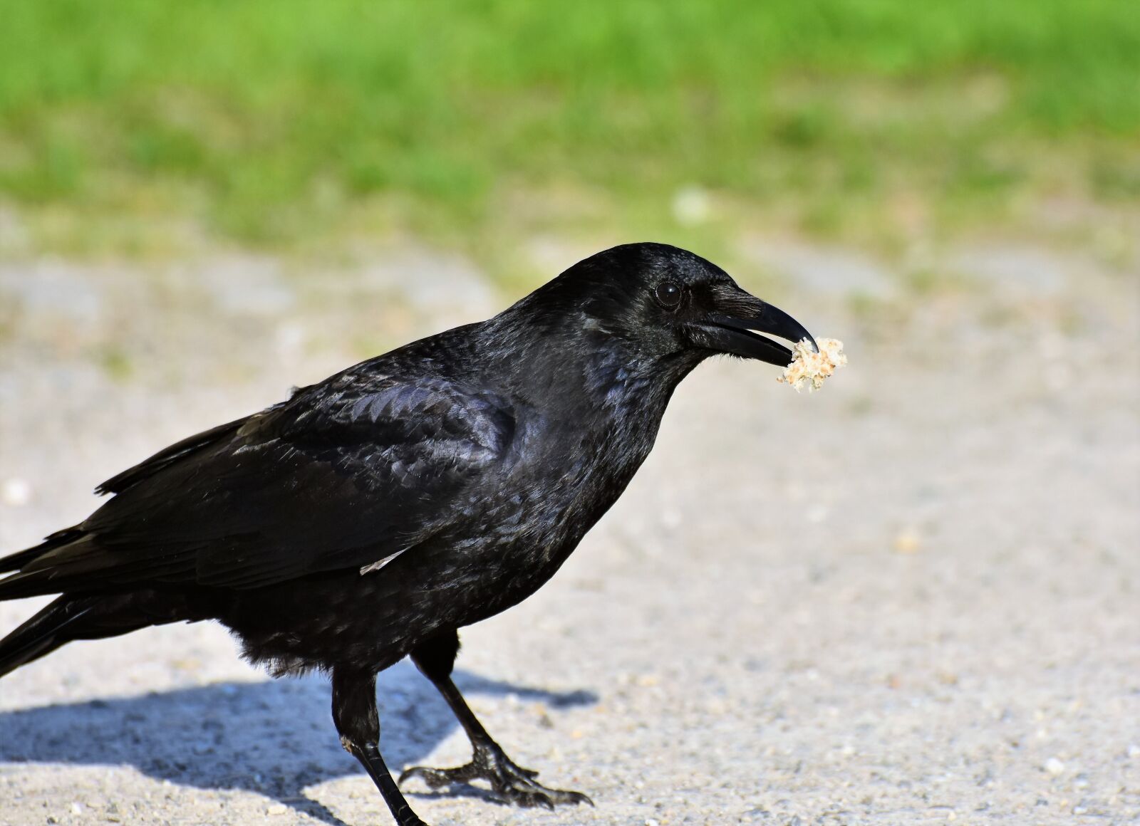 Nikon D7200 sample photo. Crow, raven, raven bird photography