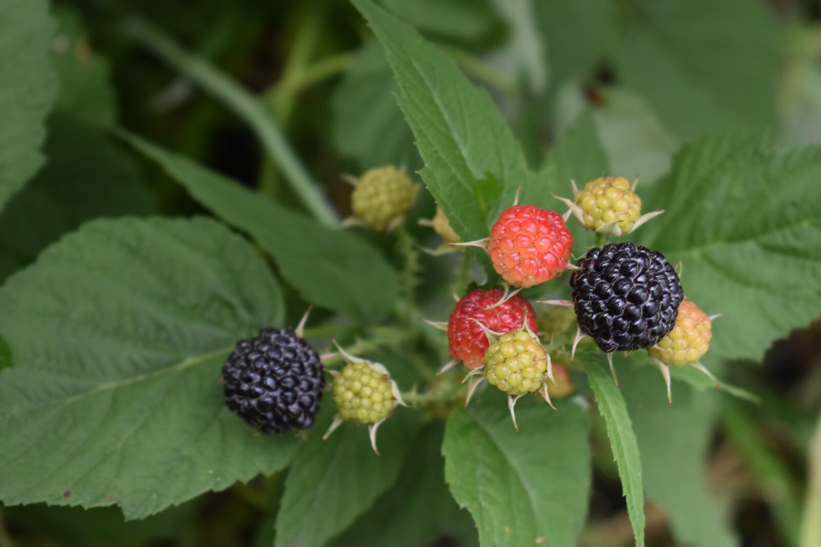 Nikon D3400 sample photo. Berry, hybrid, blackberry photography