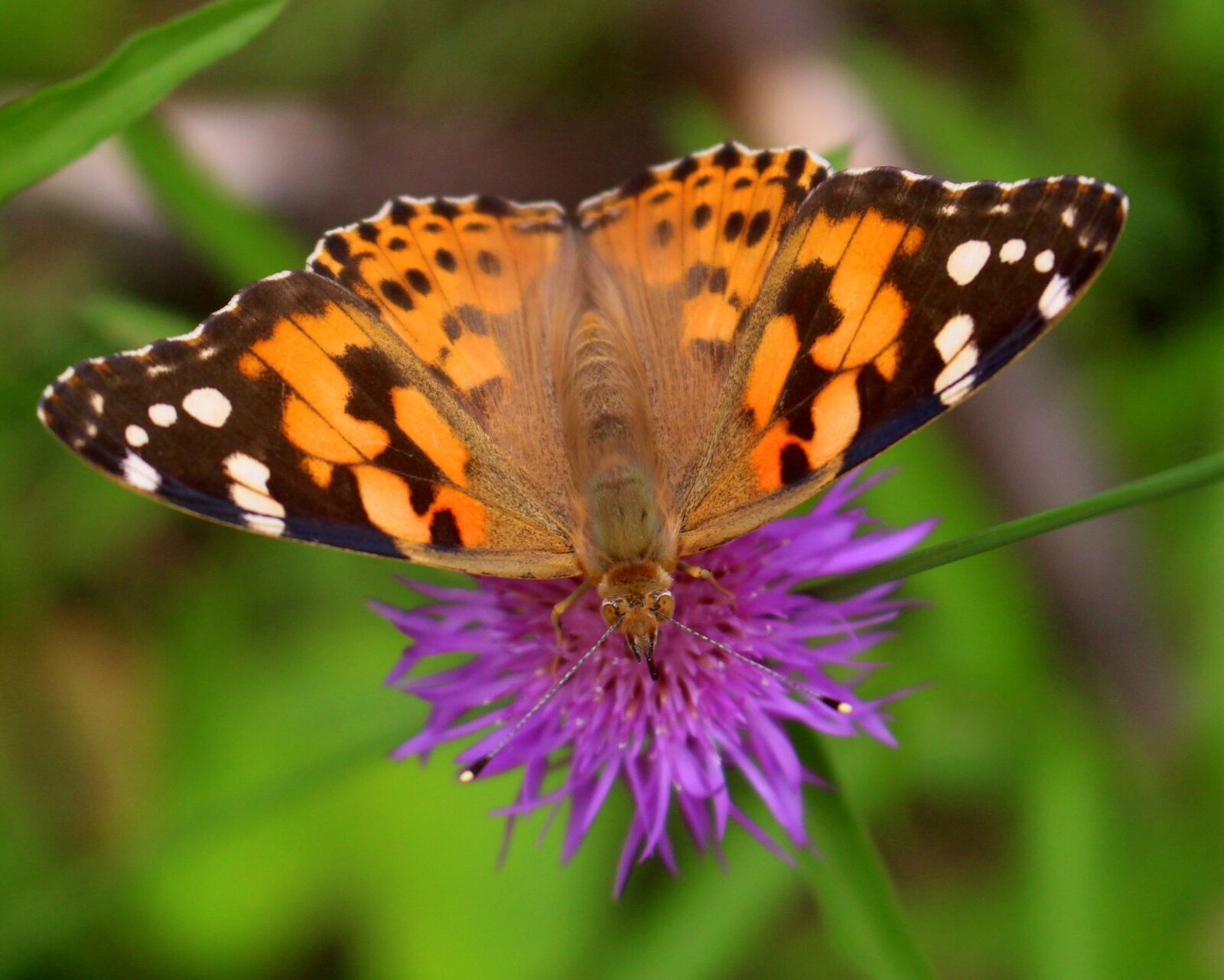 Canon EOS 100D (EOS Rebel SL1 / EOS Kiss X7) sample photo. Flower, butterfly, colorful photography