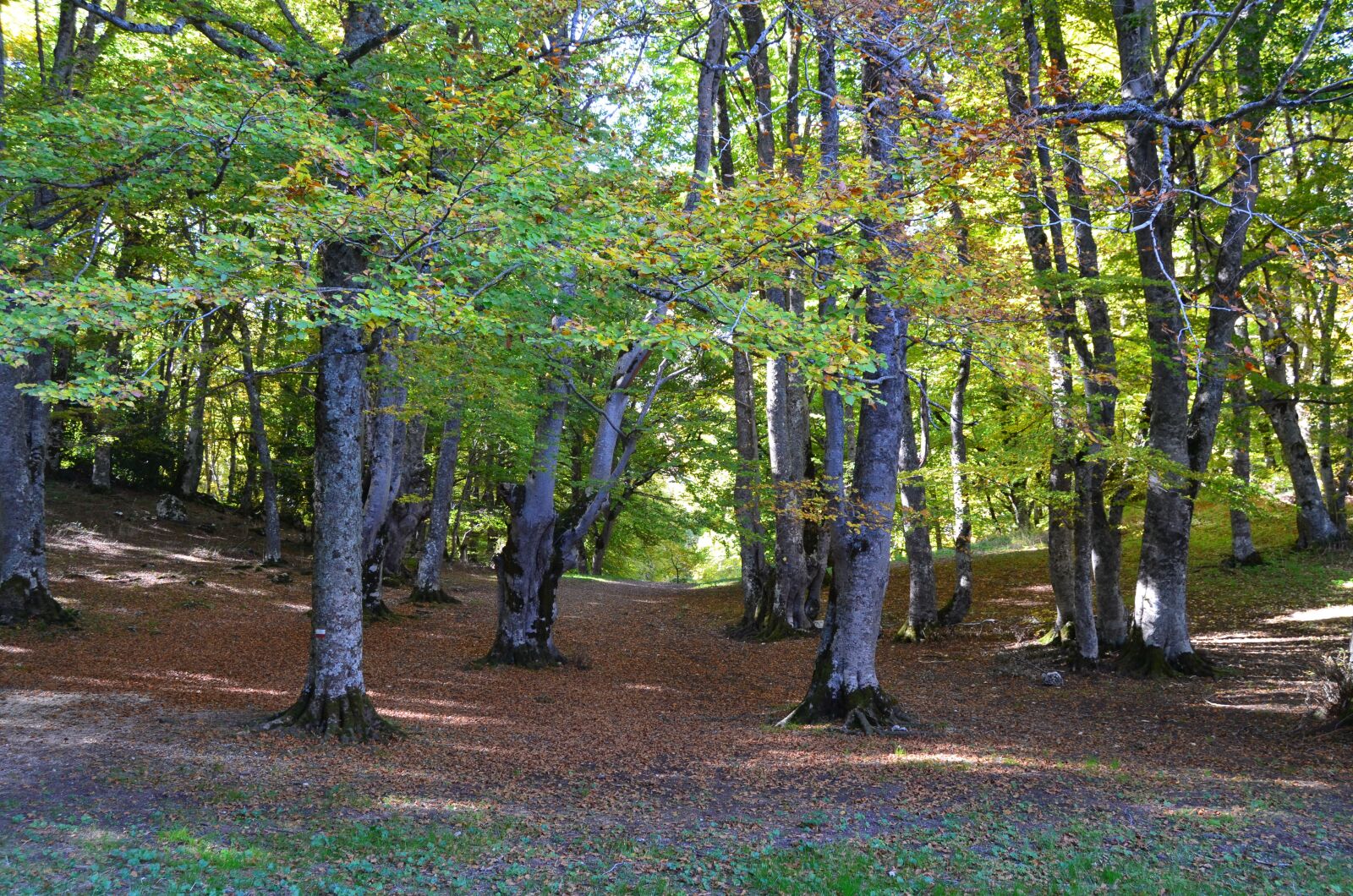 Nikon D5100 sample photo. Forest, nature, underwood photography