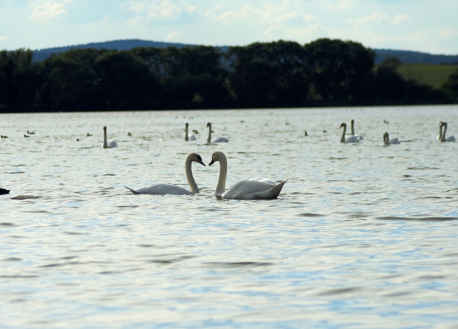 Nikon D7200 sample photo. Swans, lake, water photography