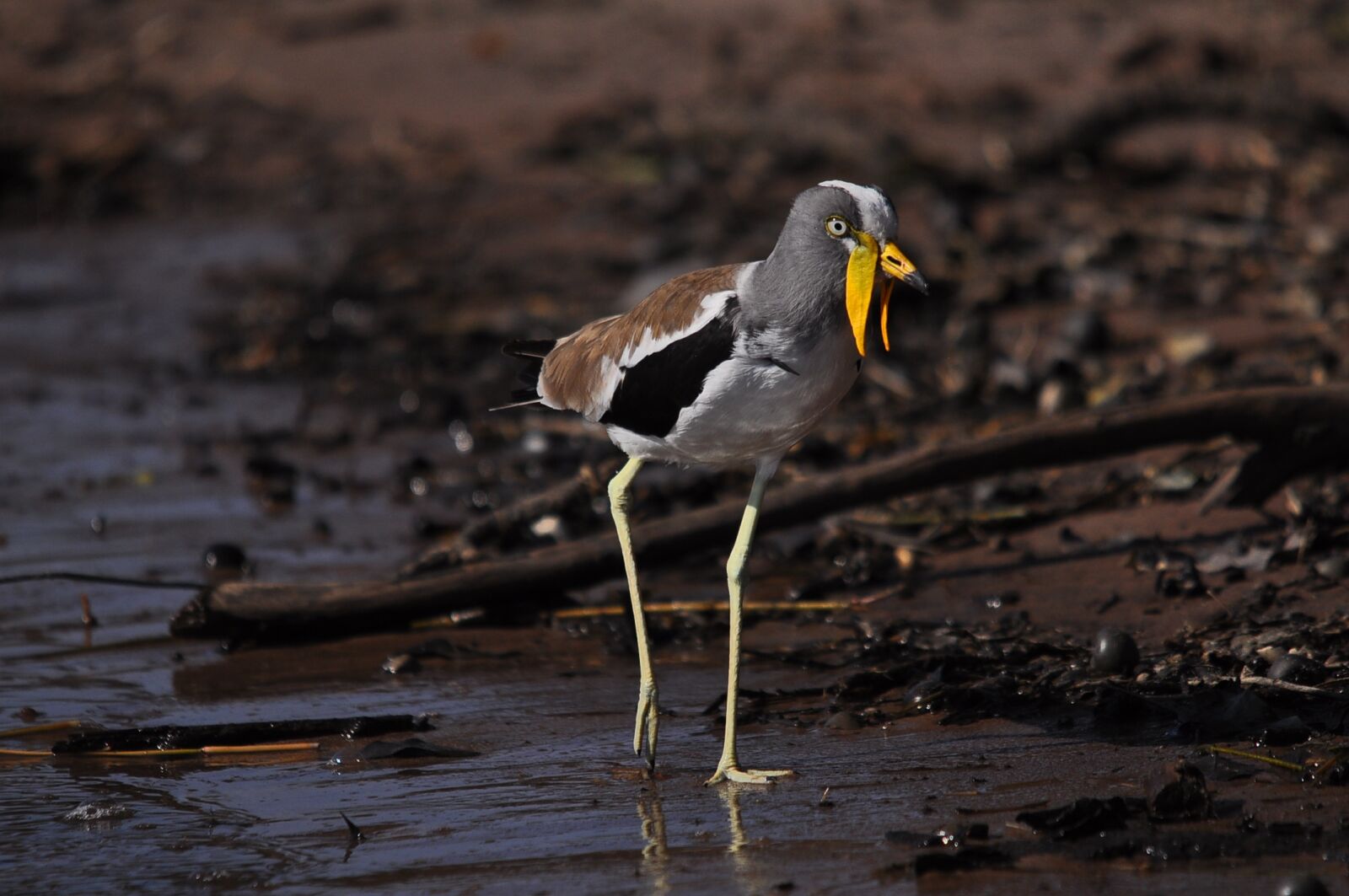 Nikon D90 sample photo. Bird, wildlife, animal photography