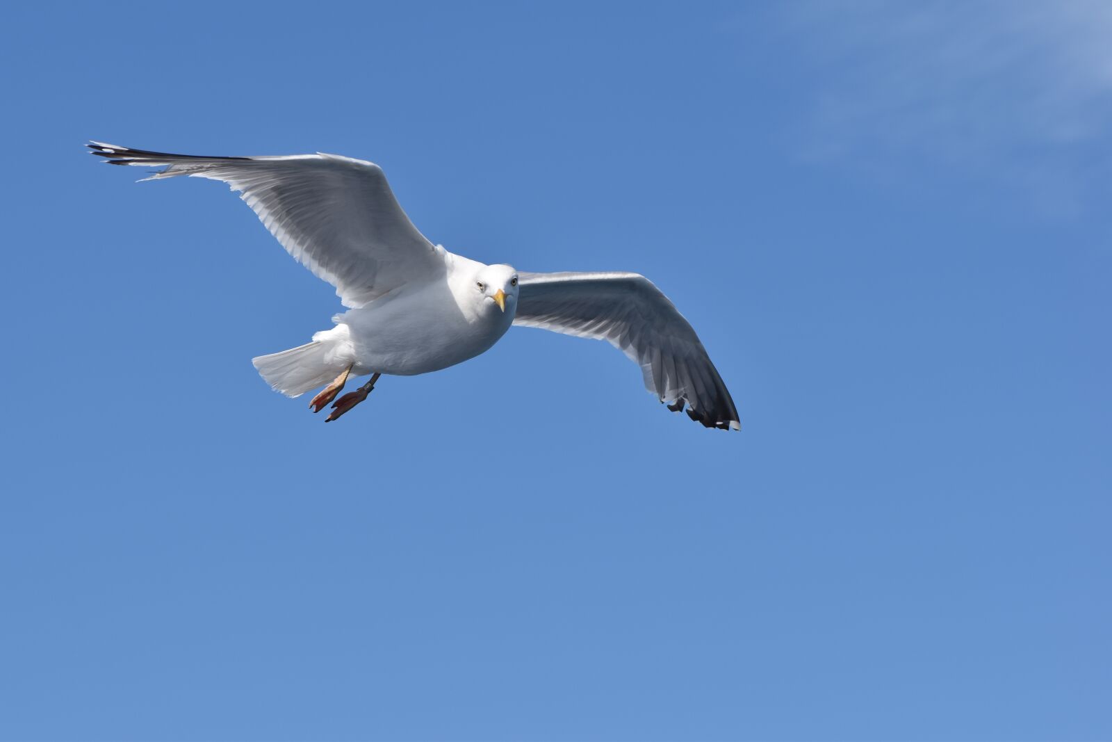 Nikon D5500 sample photo. Seagull, flight, bird photography