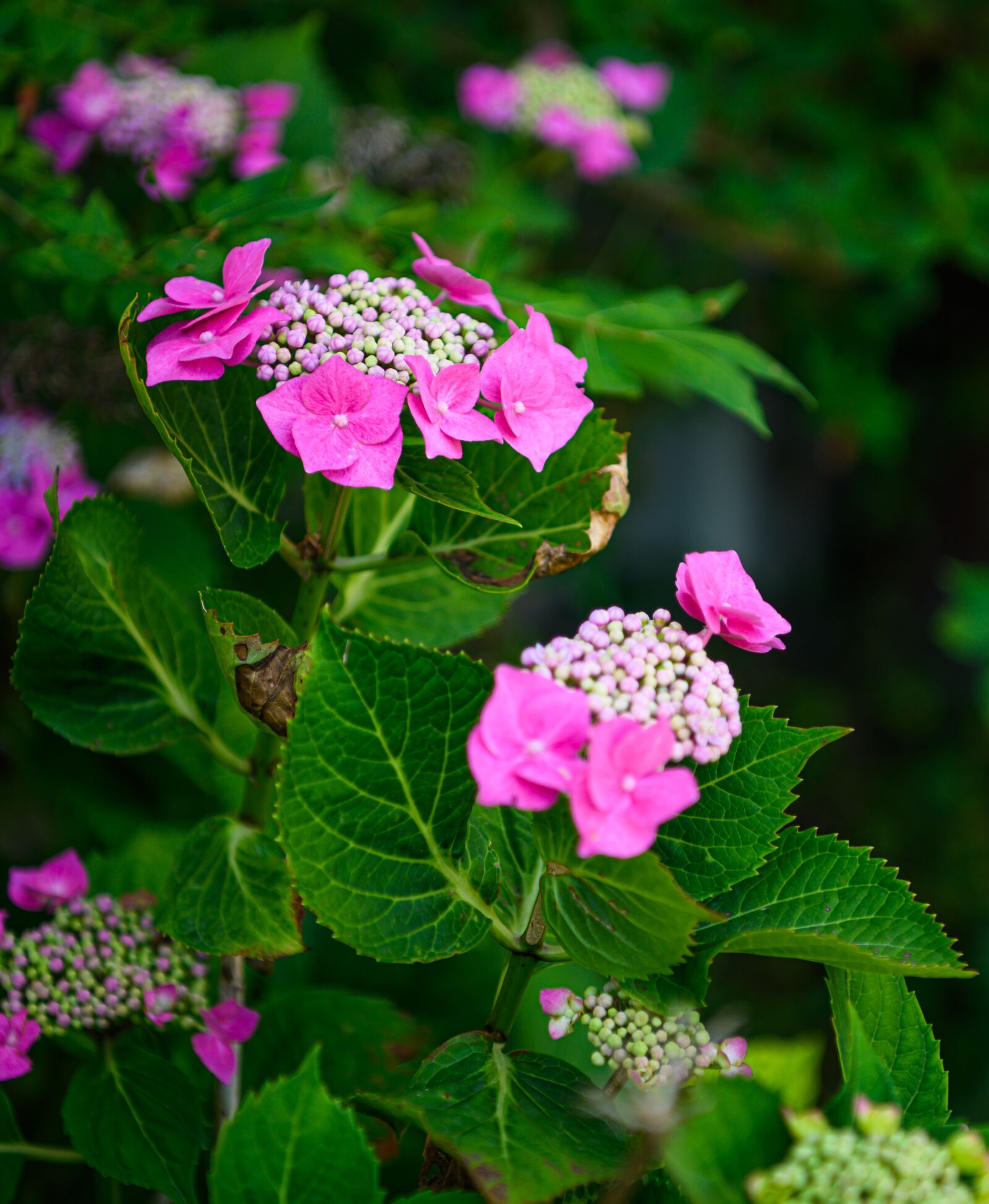 Nikon Z7 sample photo. Hydrangea, plate hydrangea, plant photography