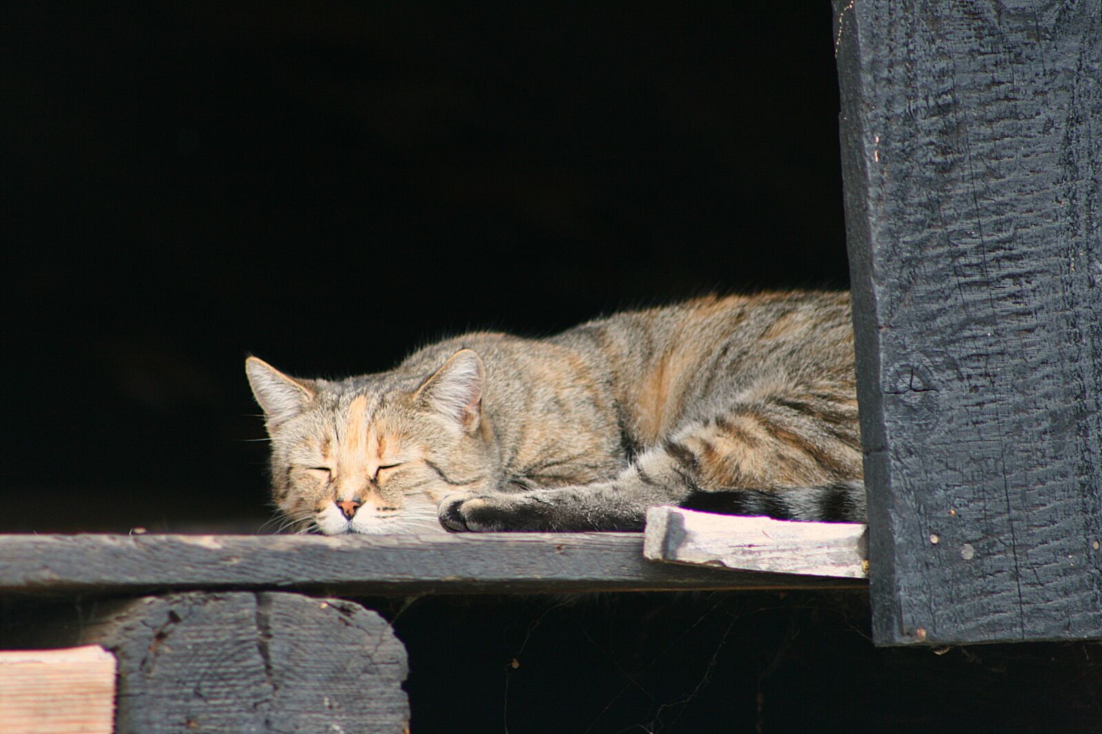 Canon EOS 400D (EOS Digital Rebel XTi / EOS Kiss Digital X) sample photo. Cat, sleeping cat, cute photography
