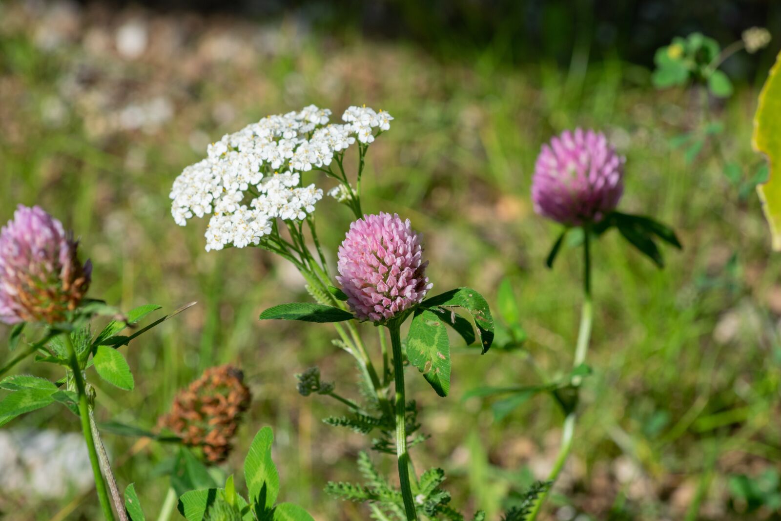 Nikon D3300 sample photo. Flower, field, nature photography