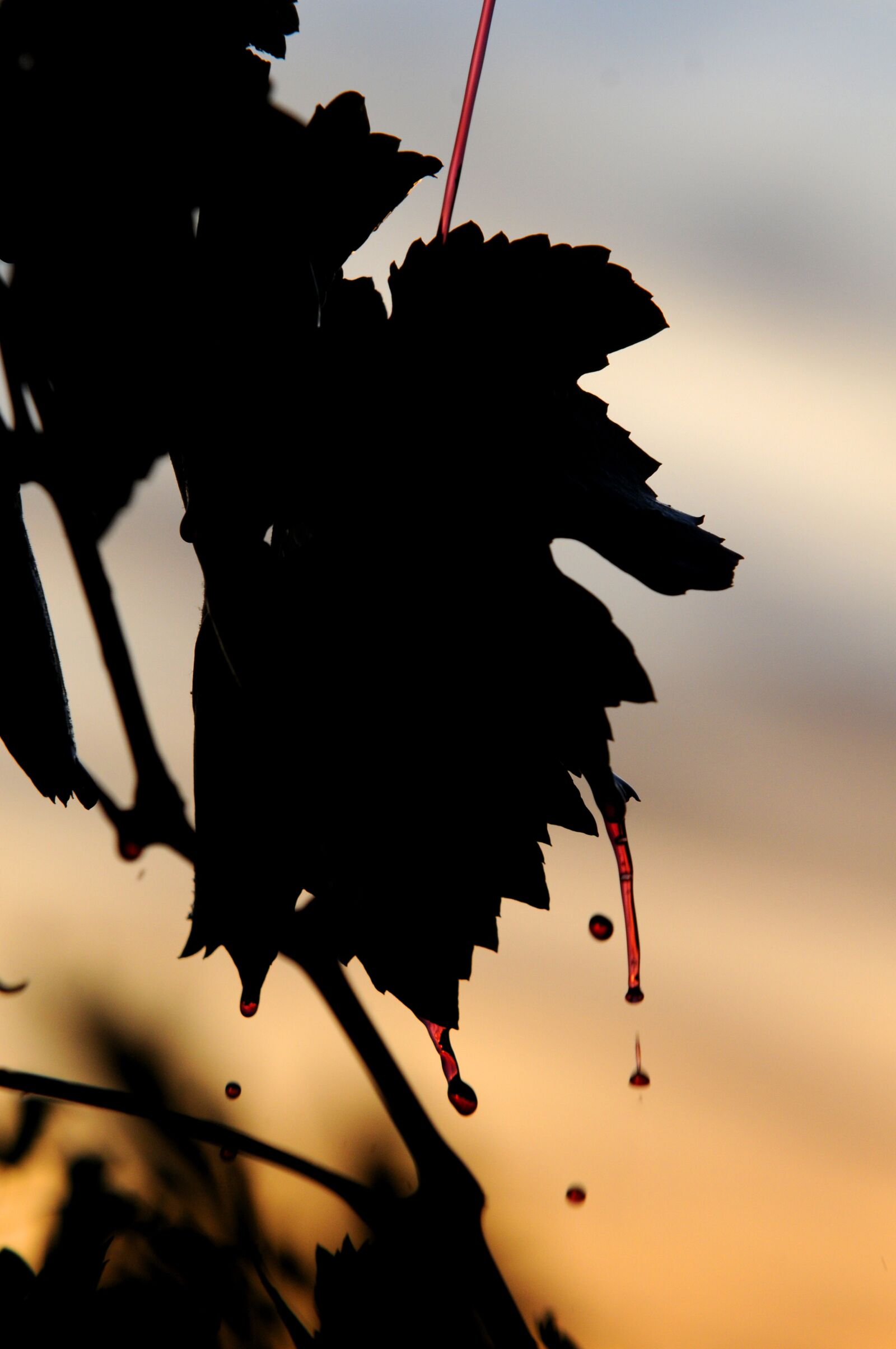 Nikon D300 sample photo. Wine, sun, silhouette photography
