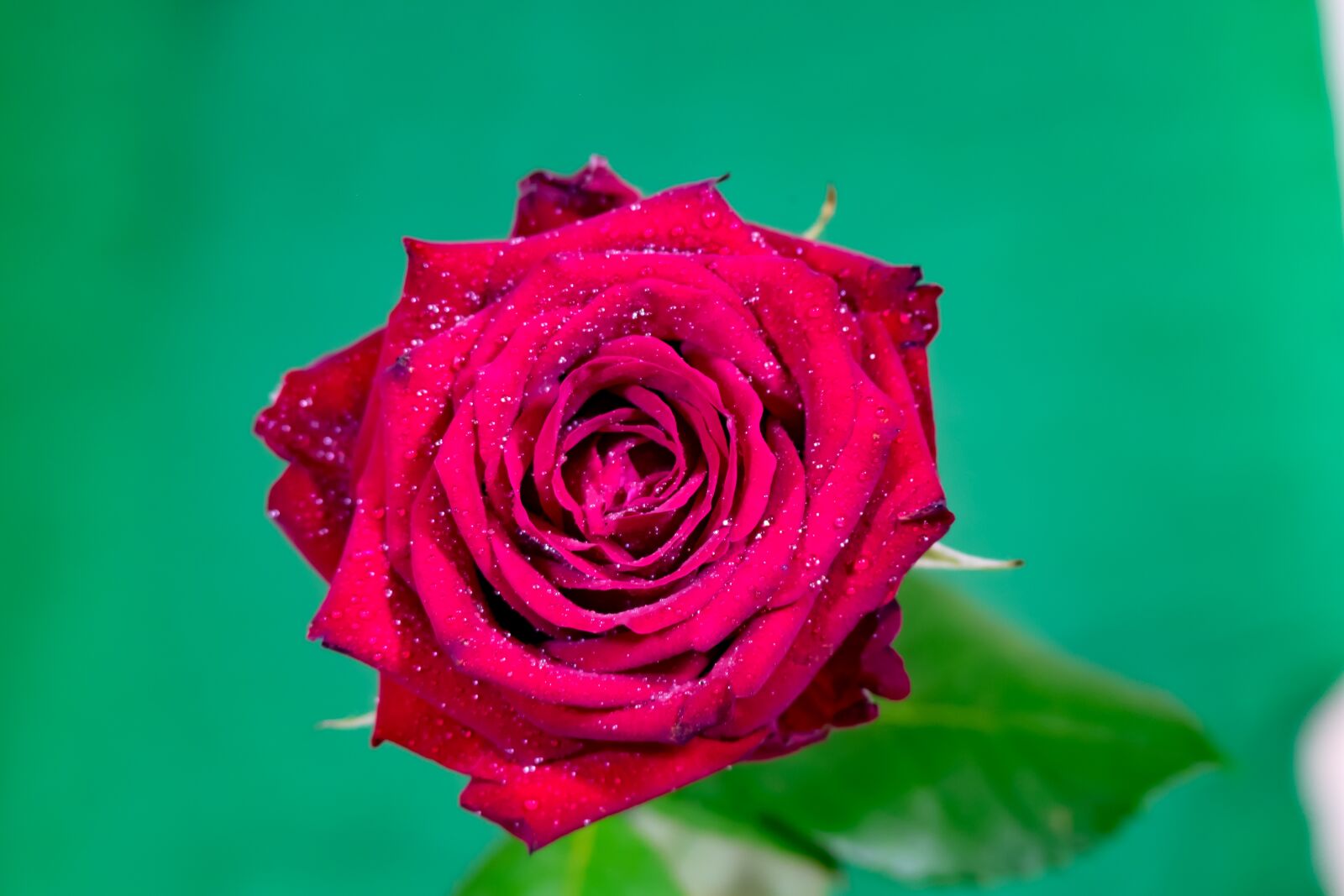 Fujifilm X-T10 sample photo. Rose, red, the petals photography