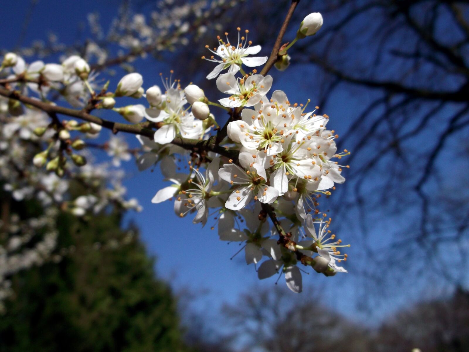 Fujifilm FinePix AX300 sample photo. Flowers, spring, white photography