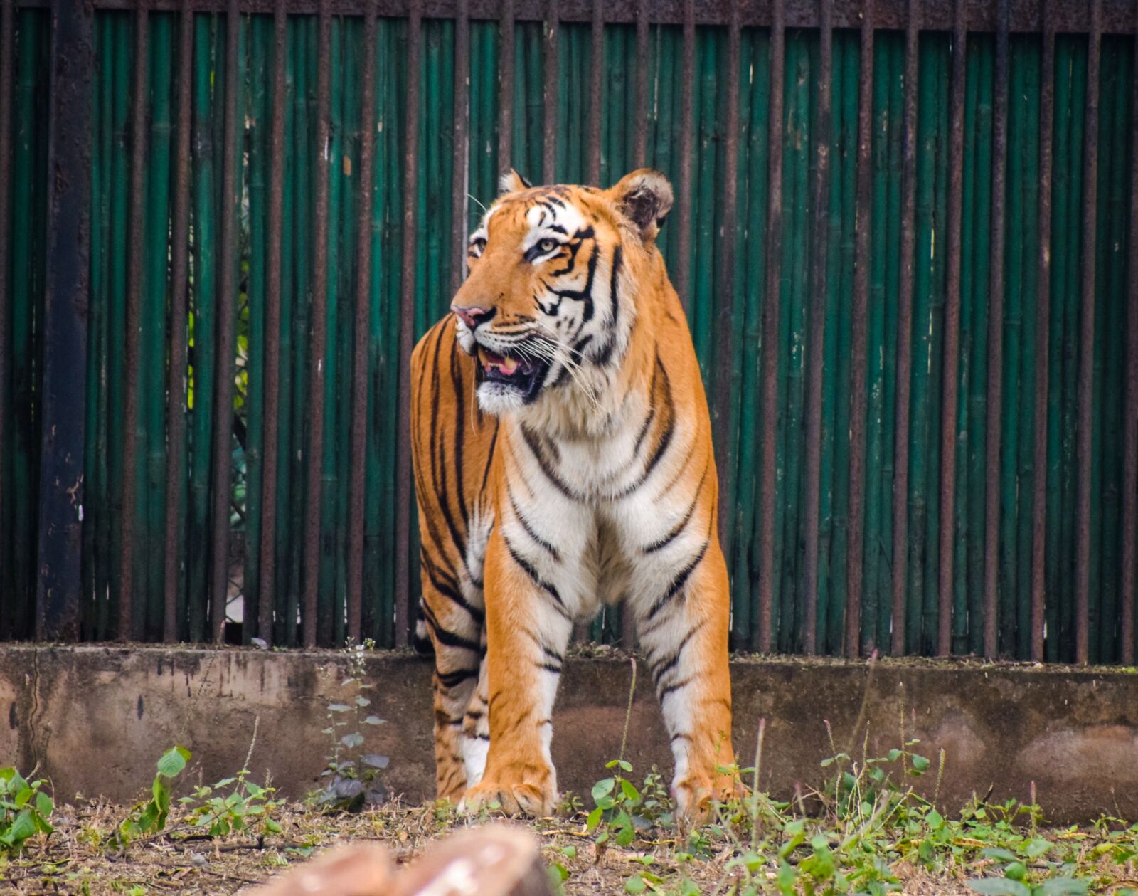 Nikon D5300 sample photo. Tiger, indian tiger, wildcat photography