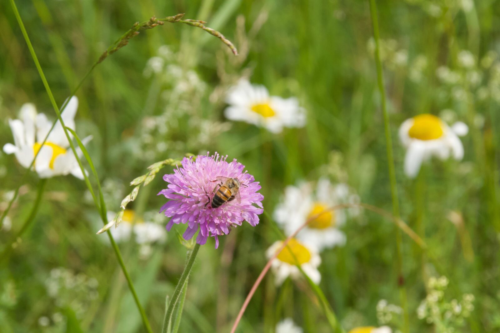 Nikon D7500 sample photo. Pincushion flower, purple flower photography