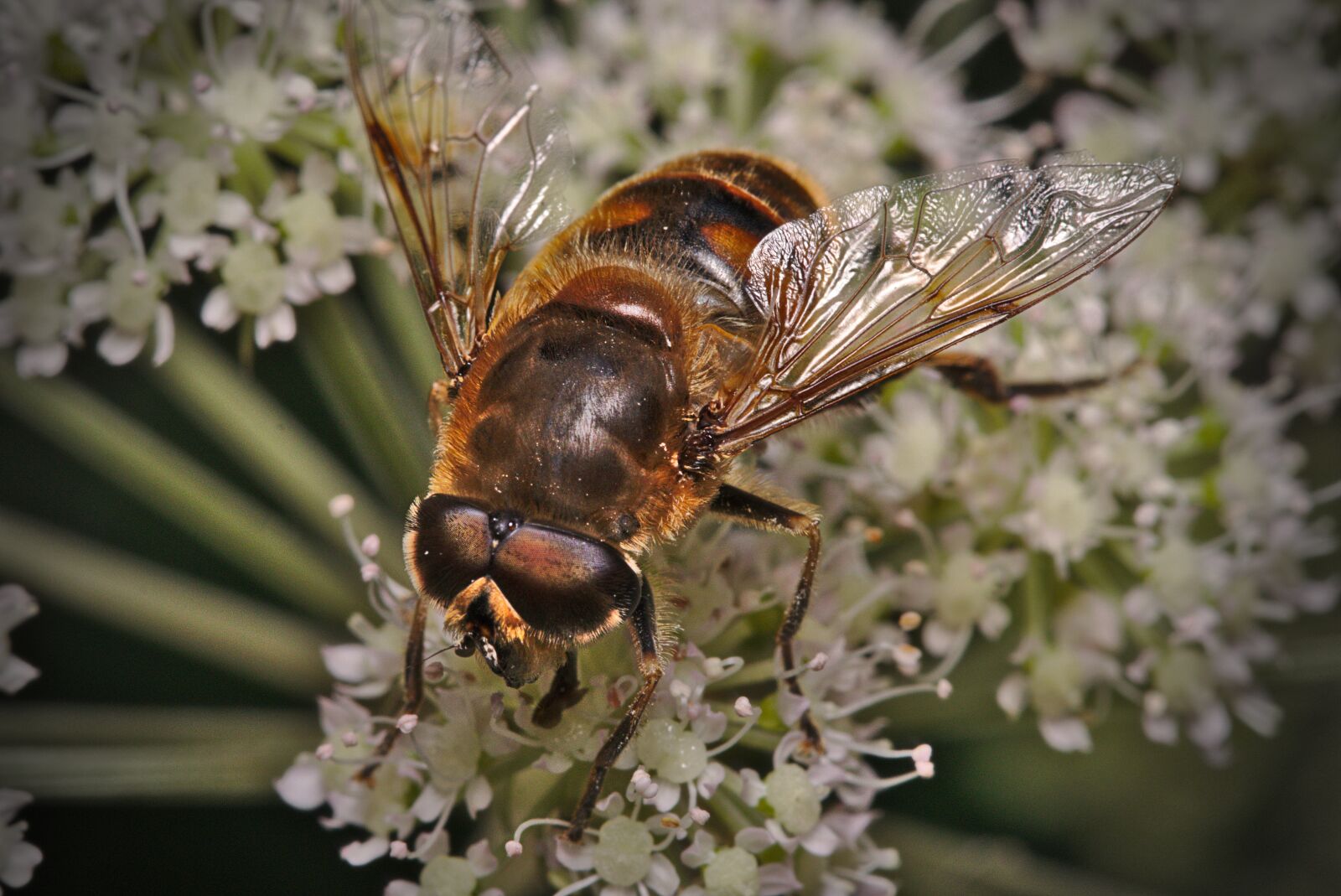 Canon EOS M5 sample photo. Fly, blossom, bloom photography