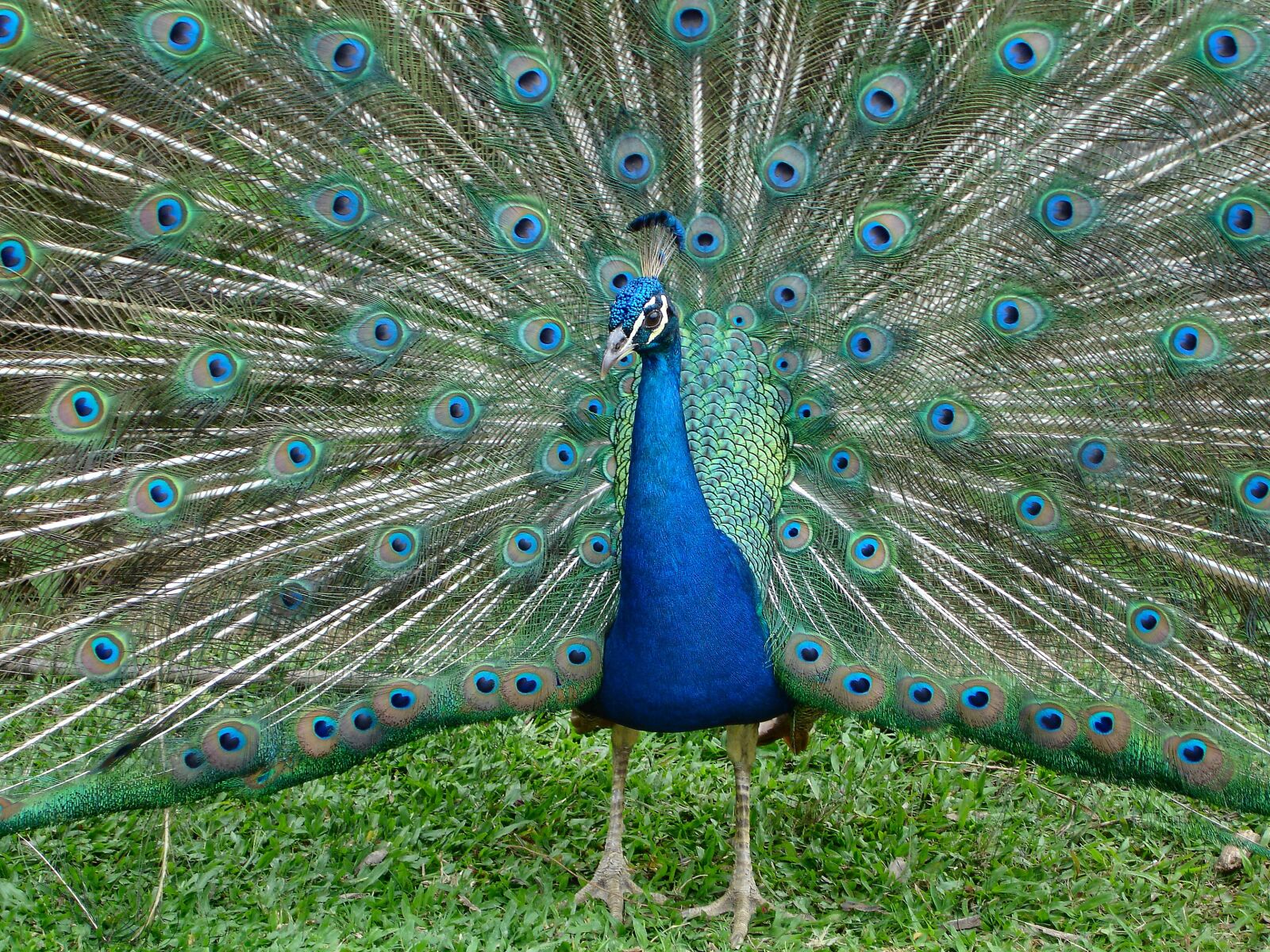 Sony DSC-P200 sample photo. Peacock, animal, bird photography