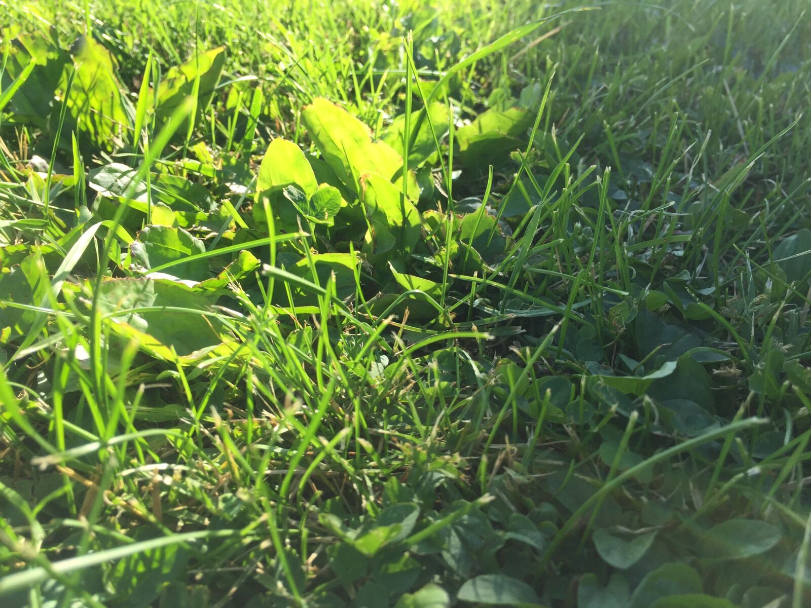 iPhone 6 back camera 4.15mm f/2.2 sample photo