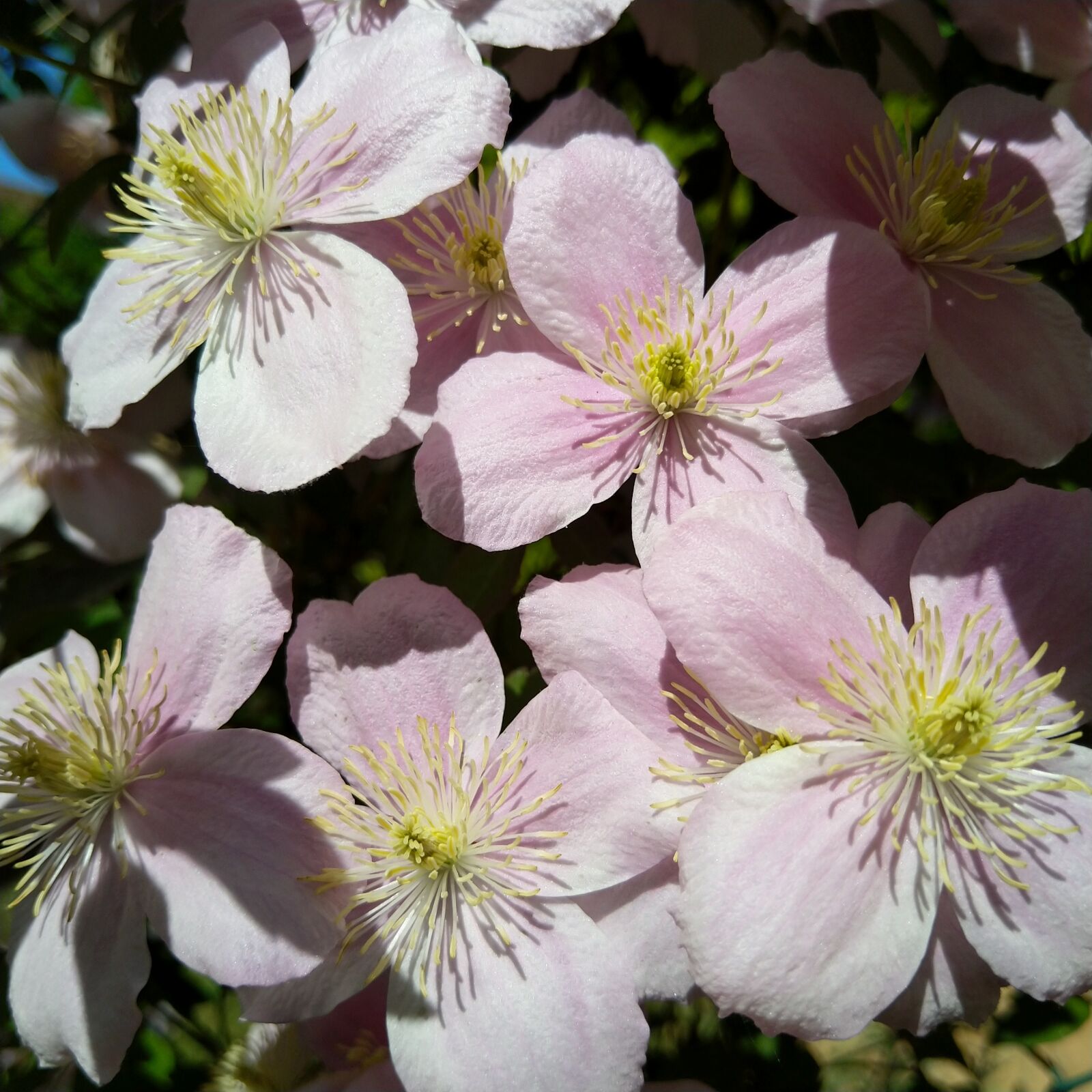 HMD Global Nokia 8 Sirocco sample photo. Clematis, pink, spring photography