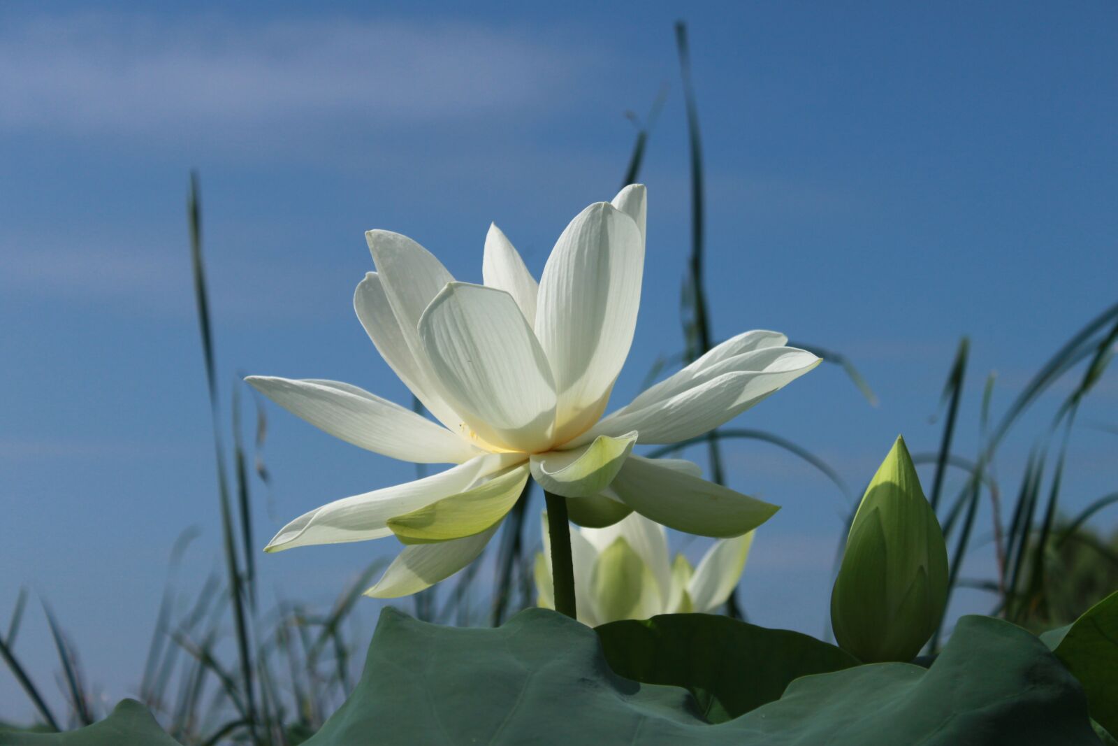 Canon EOS 500D (EOS Rebel T1i / EOS Kiss X3) sample photo. Lotus, kite, nature photography