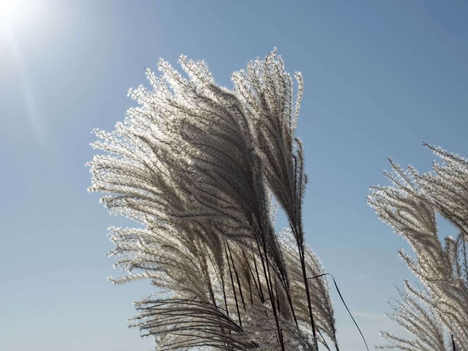 Olympus OM-D E-M5 II + Olympus M.Zuiko Digital ED 12-40mm F2.8 Pro sample photo. Miscanthus, miscanthus sinensis, backlighting photography
