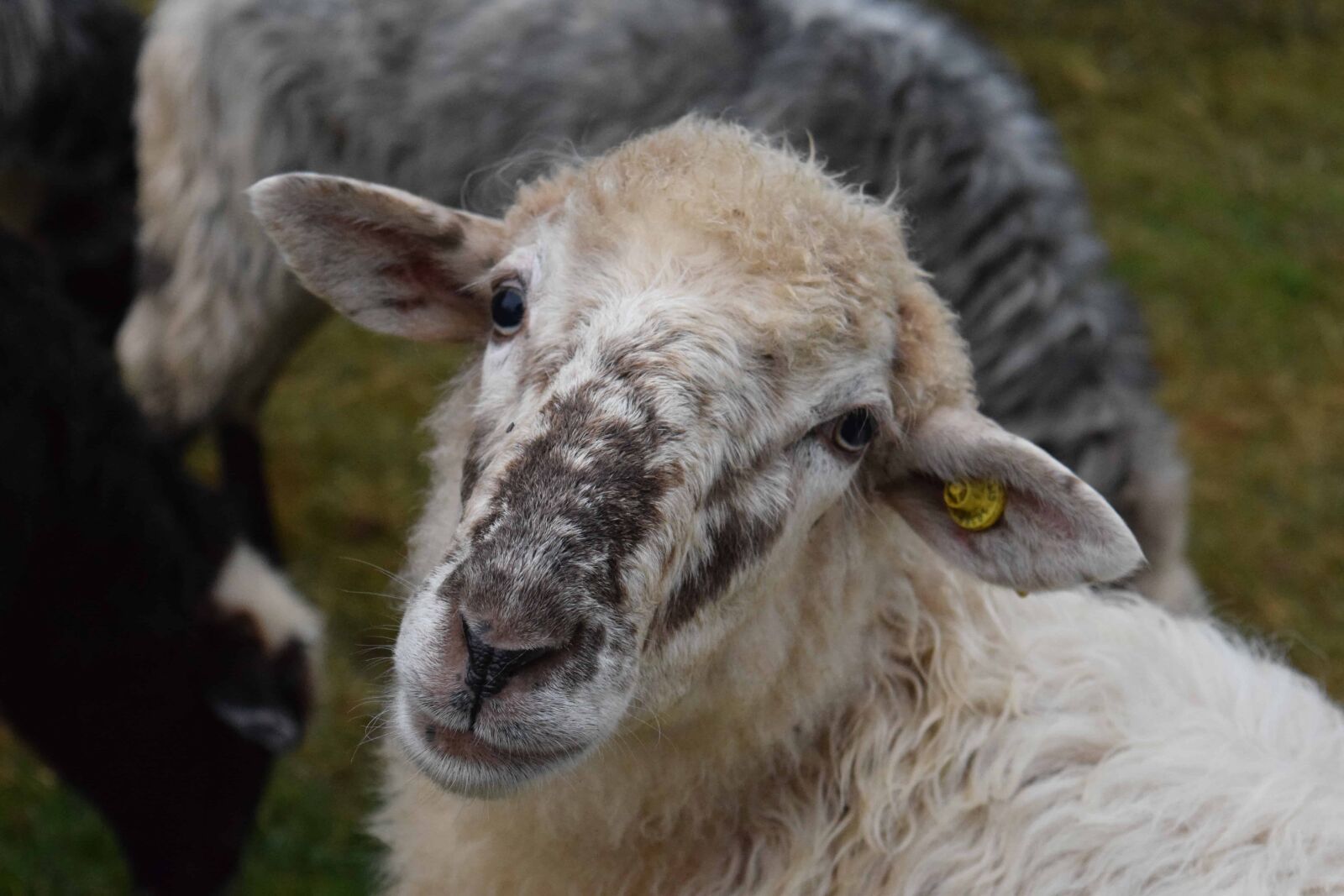 Nikon D3300 sample photo. Nature, sheep, animal, grass photography