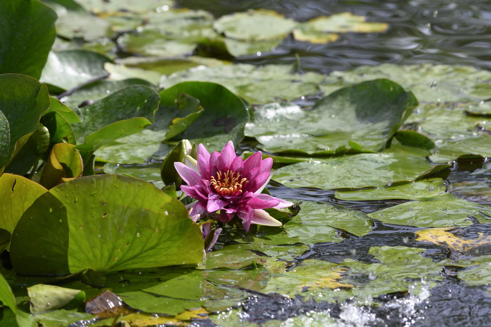 Nikon Z7 sample photo. Flower, water plant, water photography