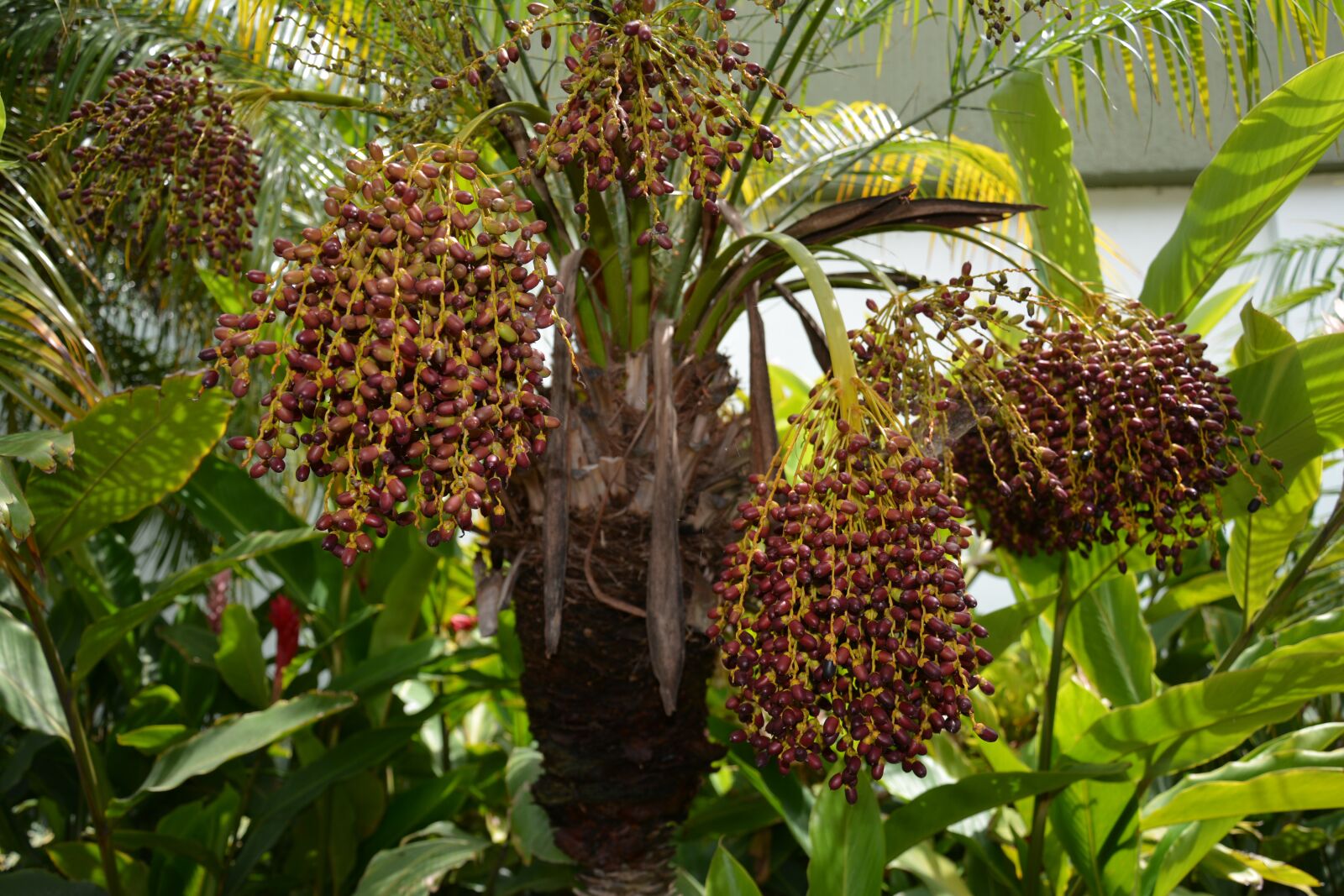 Nikon D7100 sample photo. Nature, plant, leaves photography