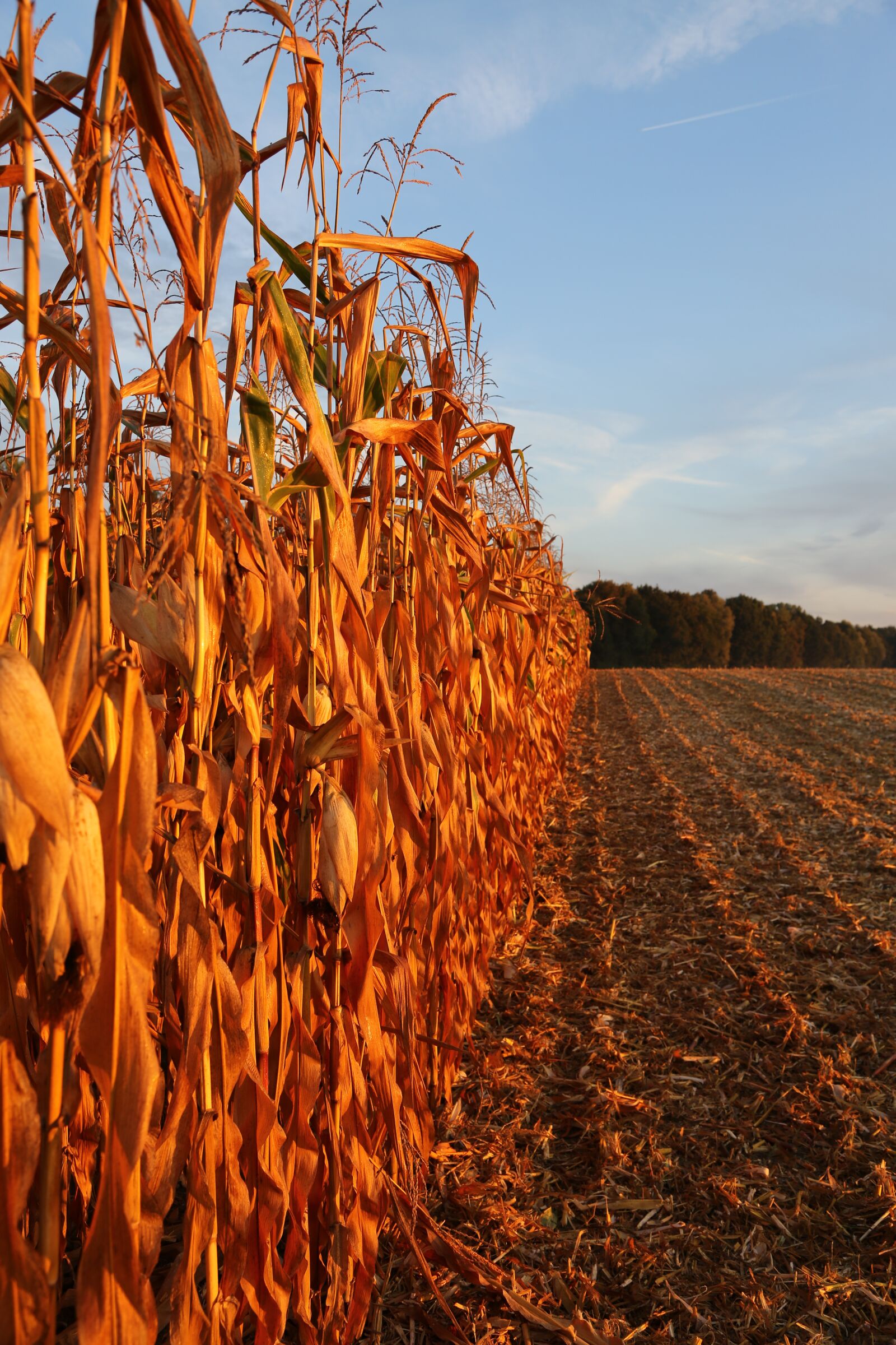 Canon EF 24-105mm F4L IS USM sample photo. Corn, field, evening photography